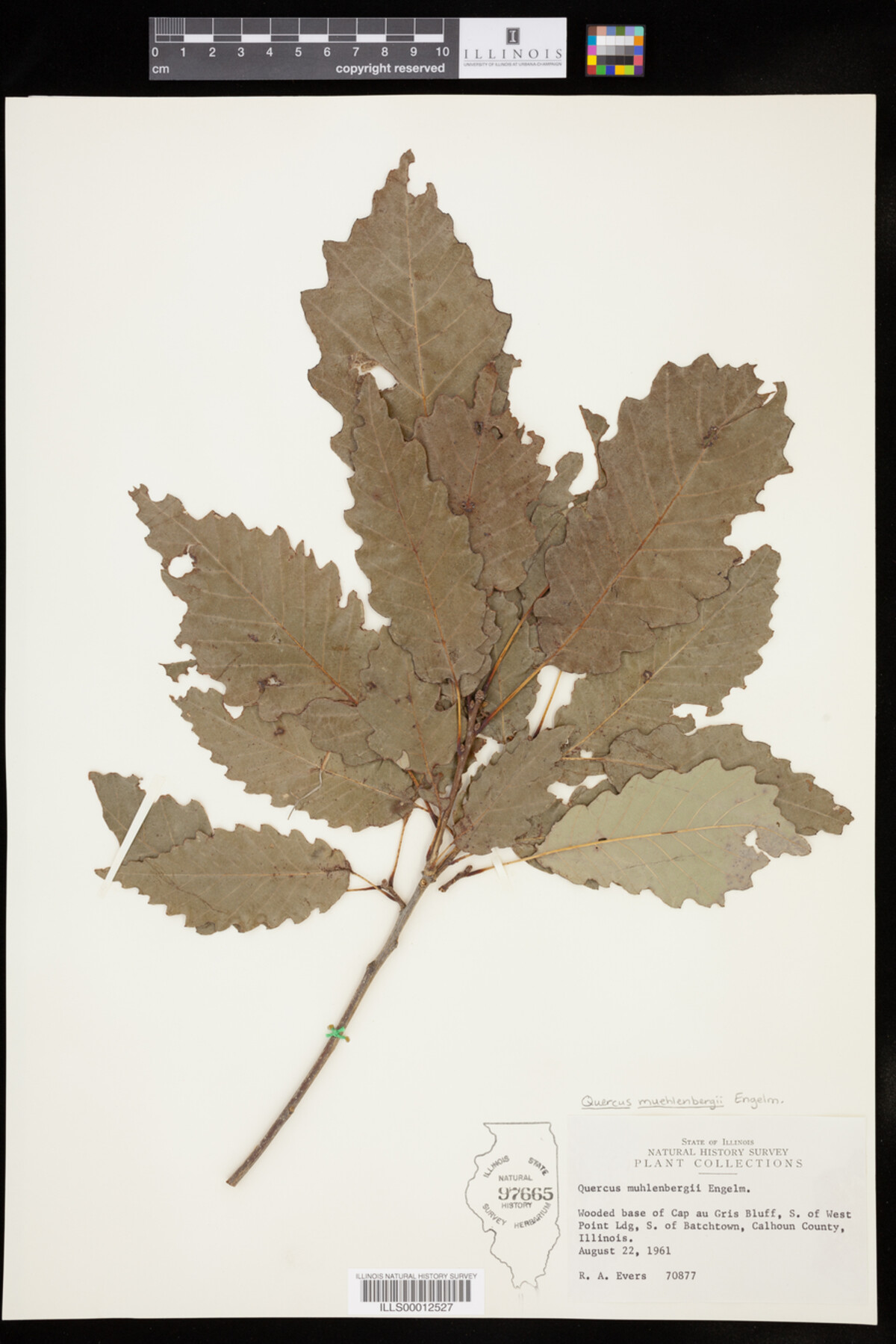Quercus muehlenbergii image