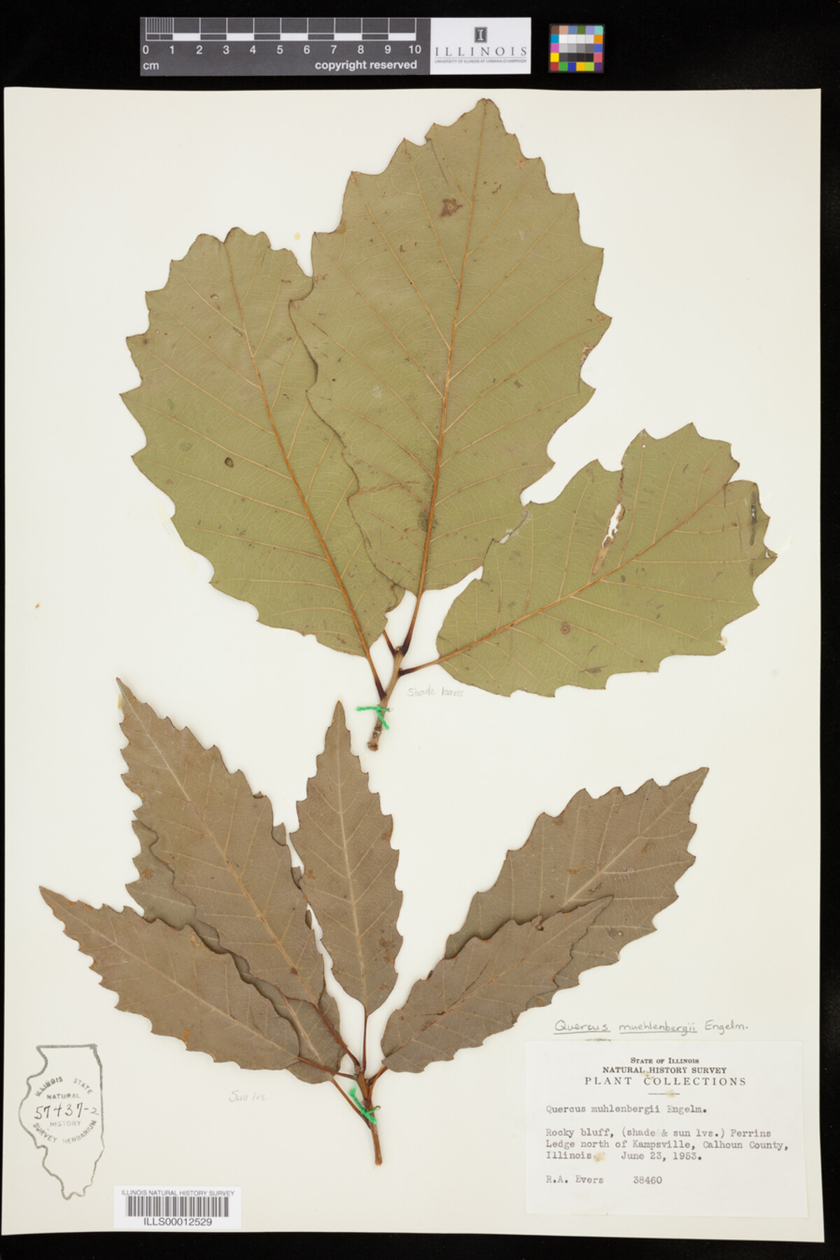 Quercus muehlenbergii image