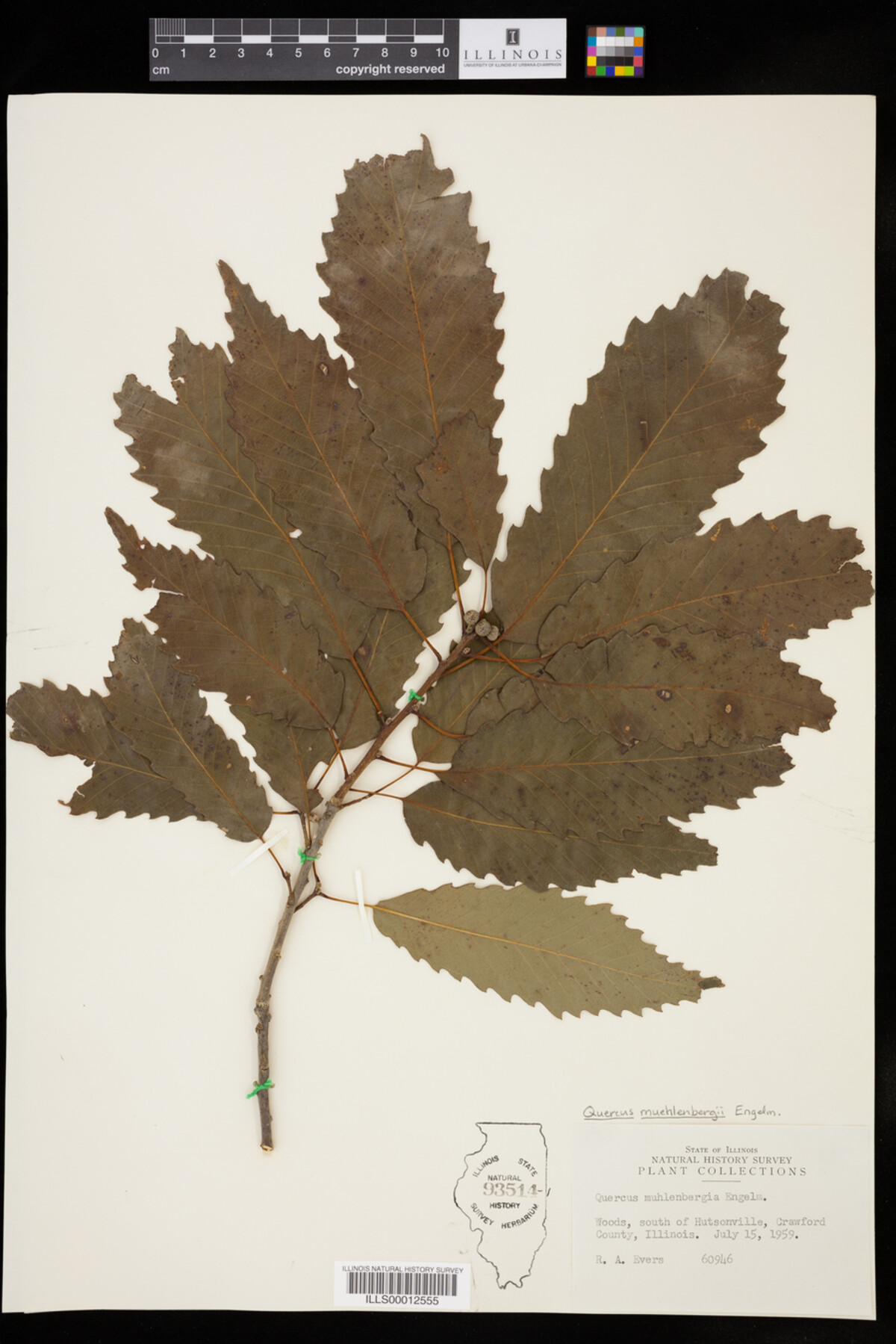 Quercus muehlenbergii image