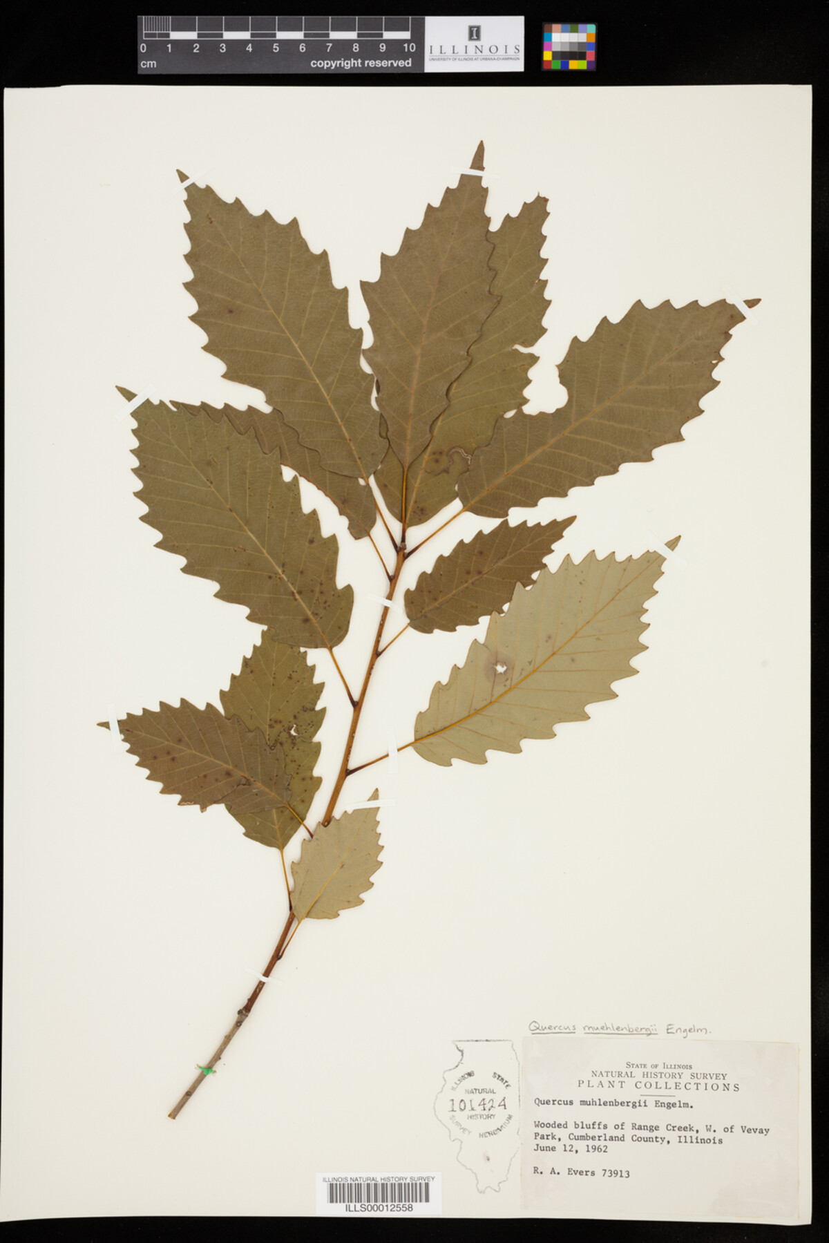 Quercus muehlenbergii image