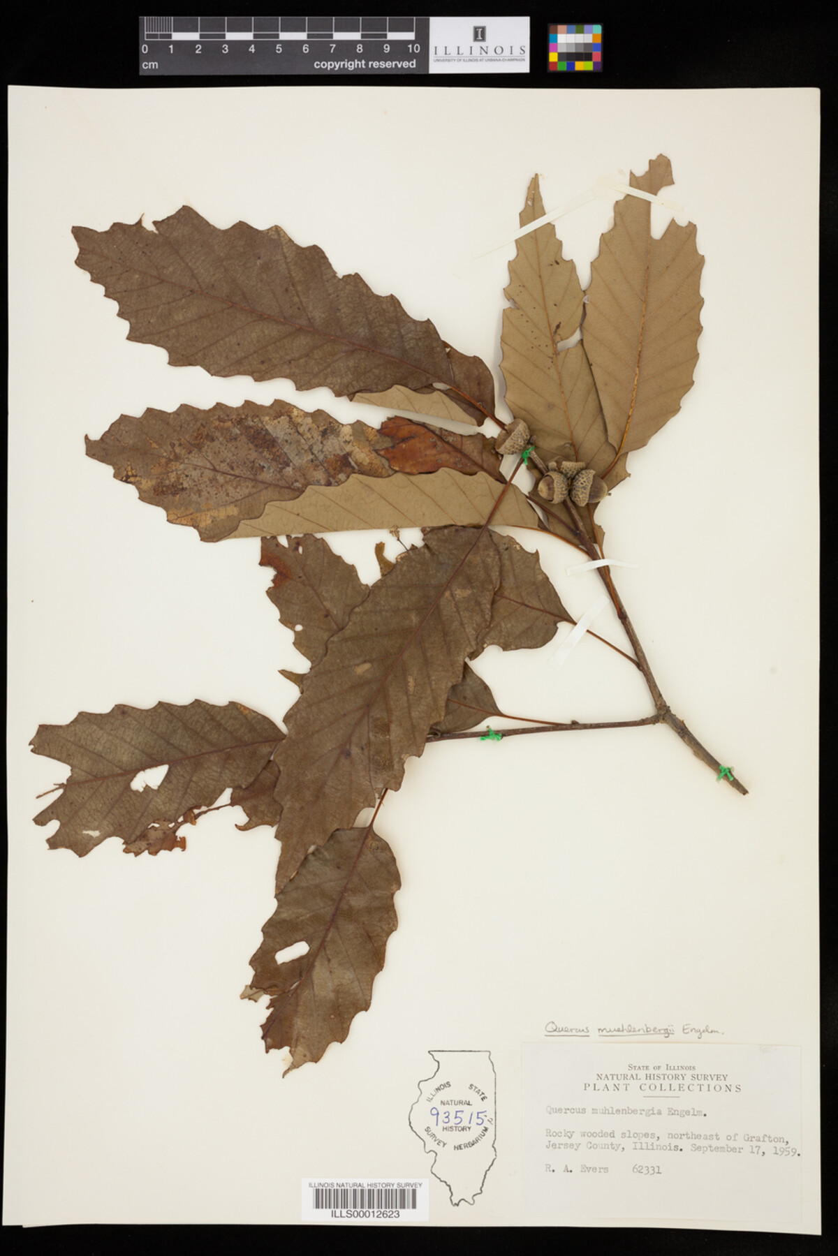 Quercus muehlenbergii image