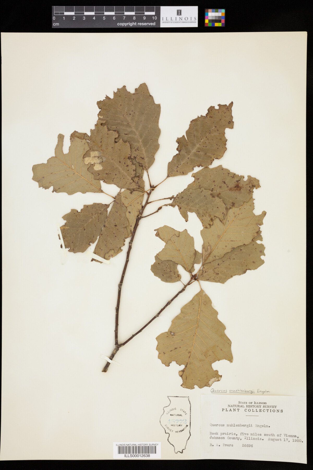 Quercus muehlenbergii image