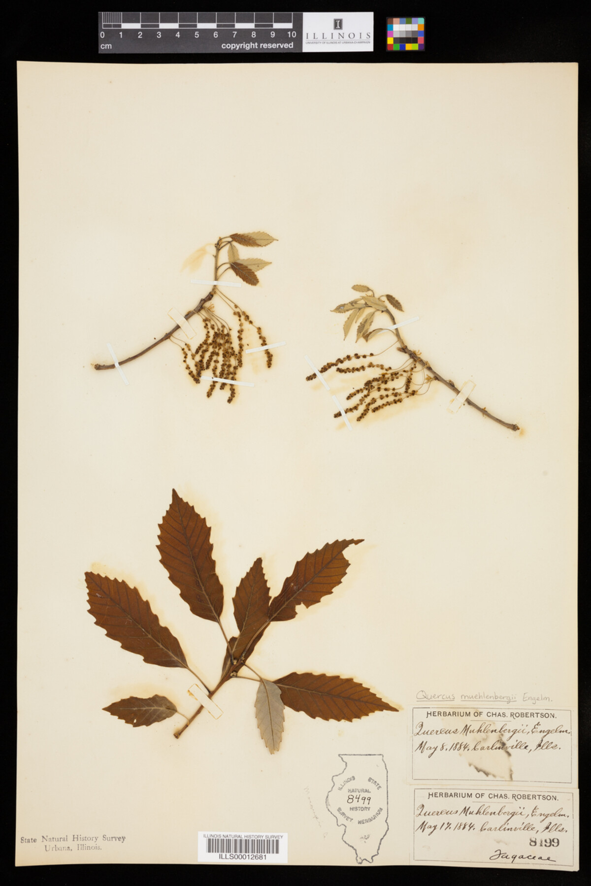 Quercus muehlenbergii image
