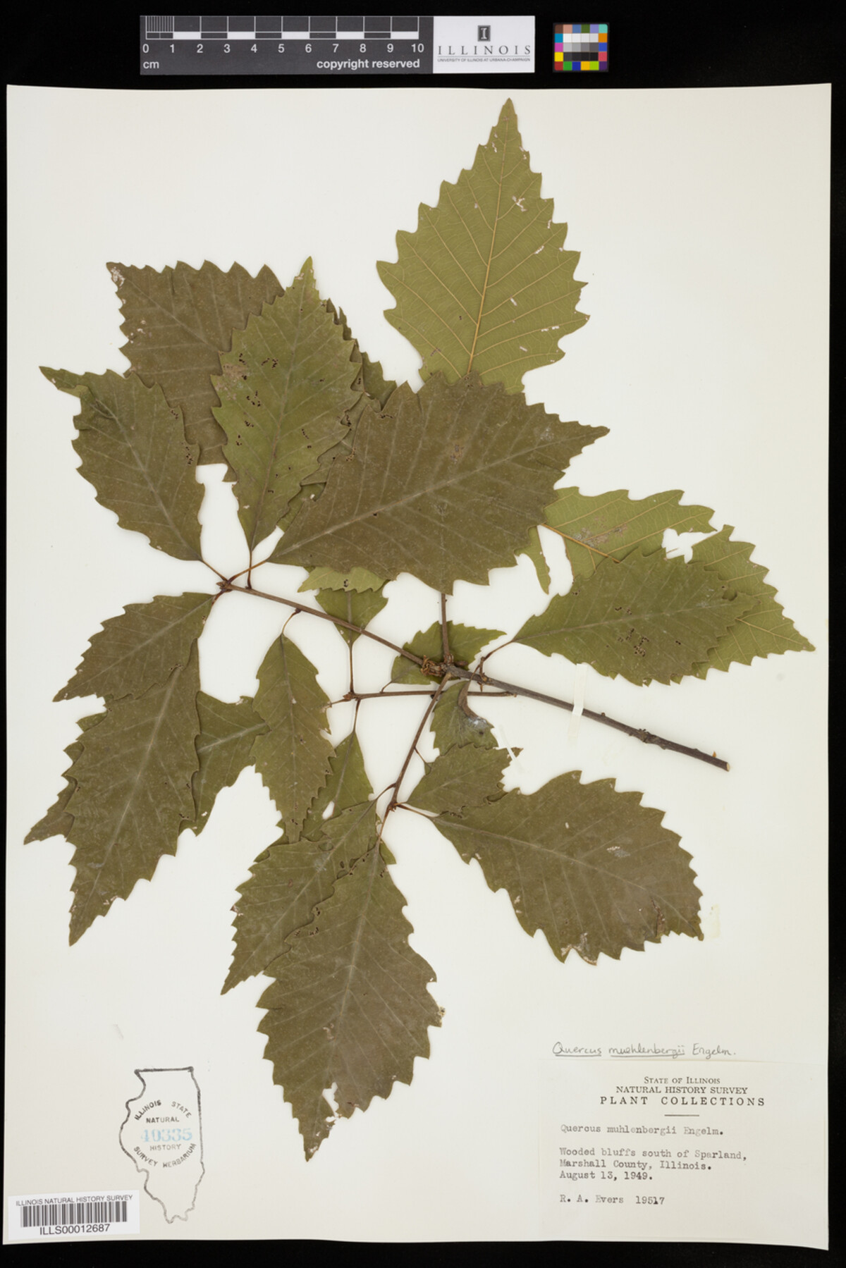 Quercus muehlenbergii image