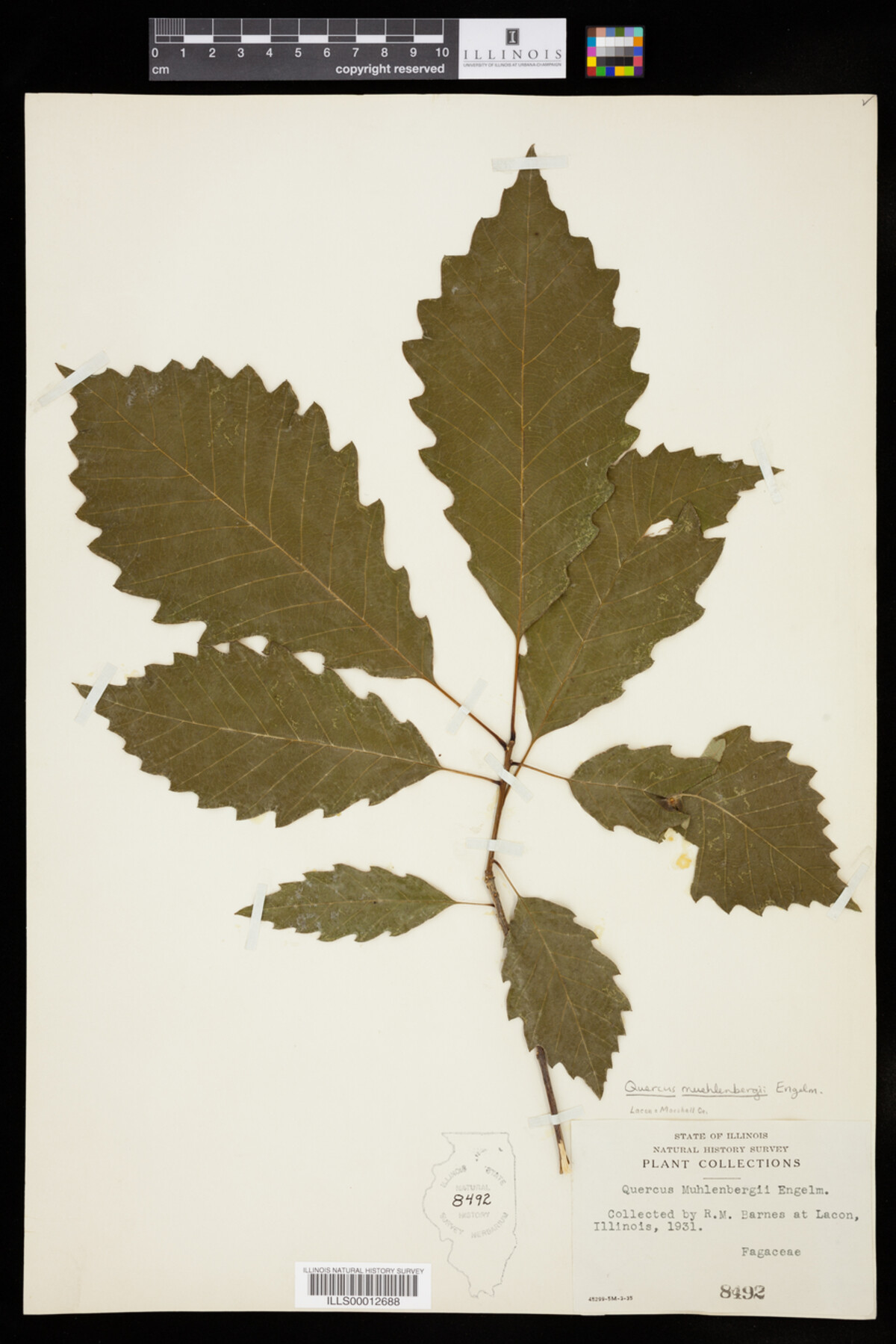 Quercus muehlenbergii image