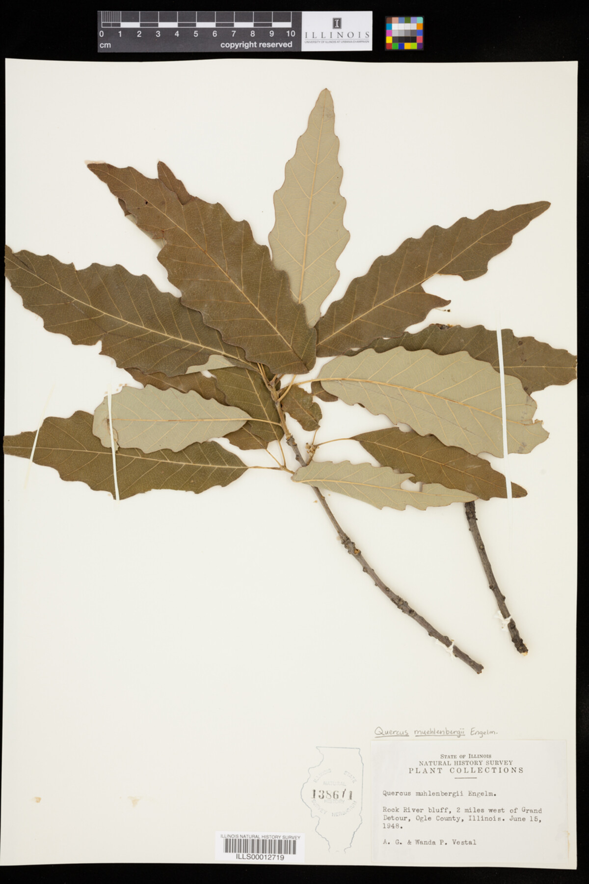 Quercus muehlenbergii image