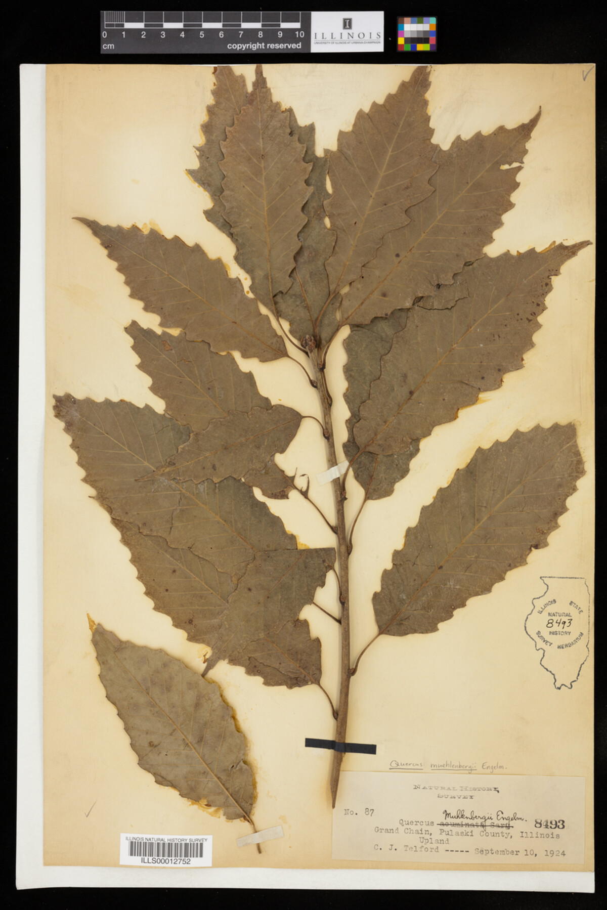 Quercus muehlenbergii image