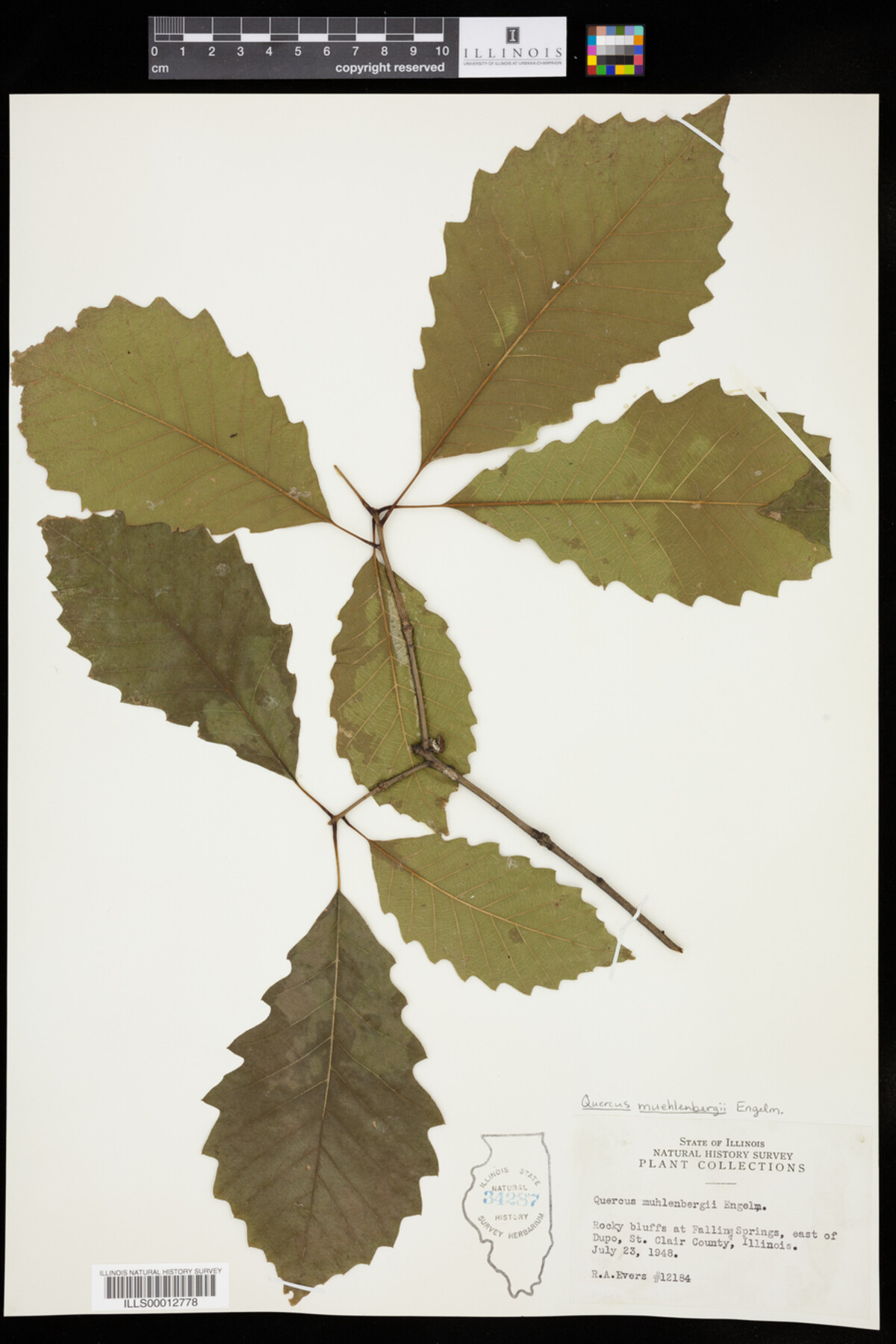 Quercus muehlenbergii image