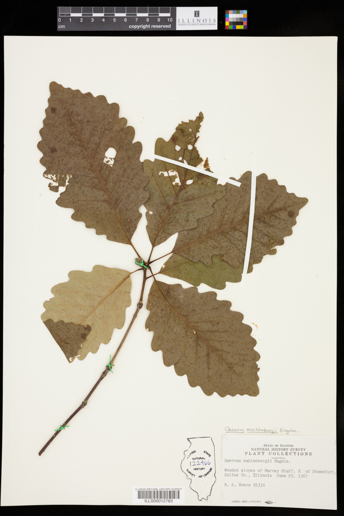 Quercus montana image