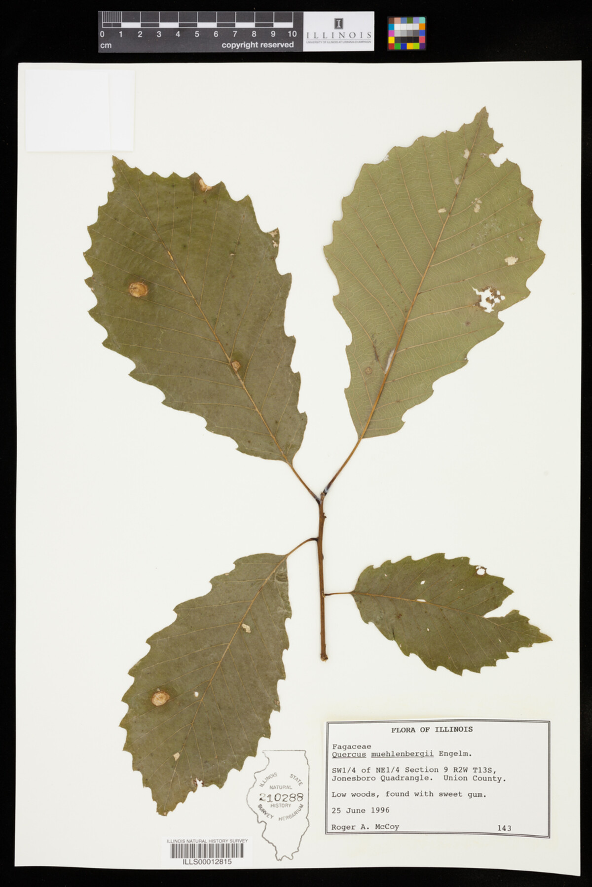 Quercus muehlenbergii image