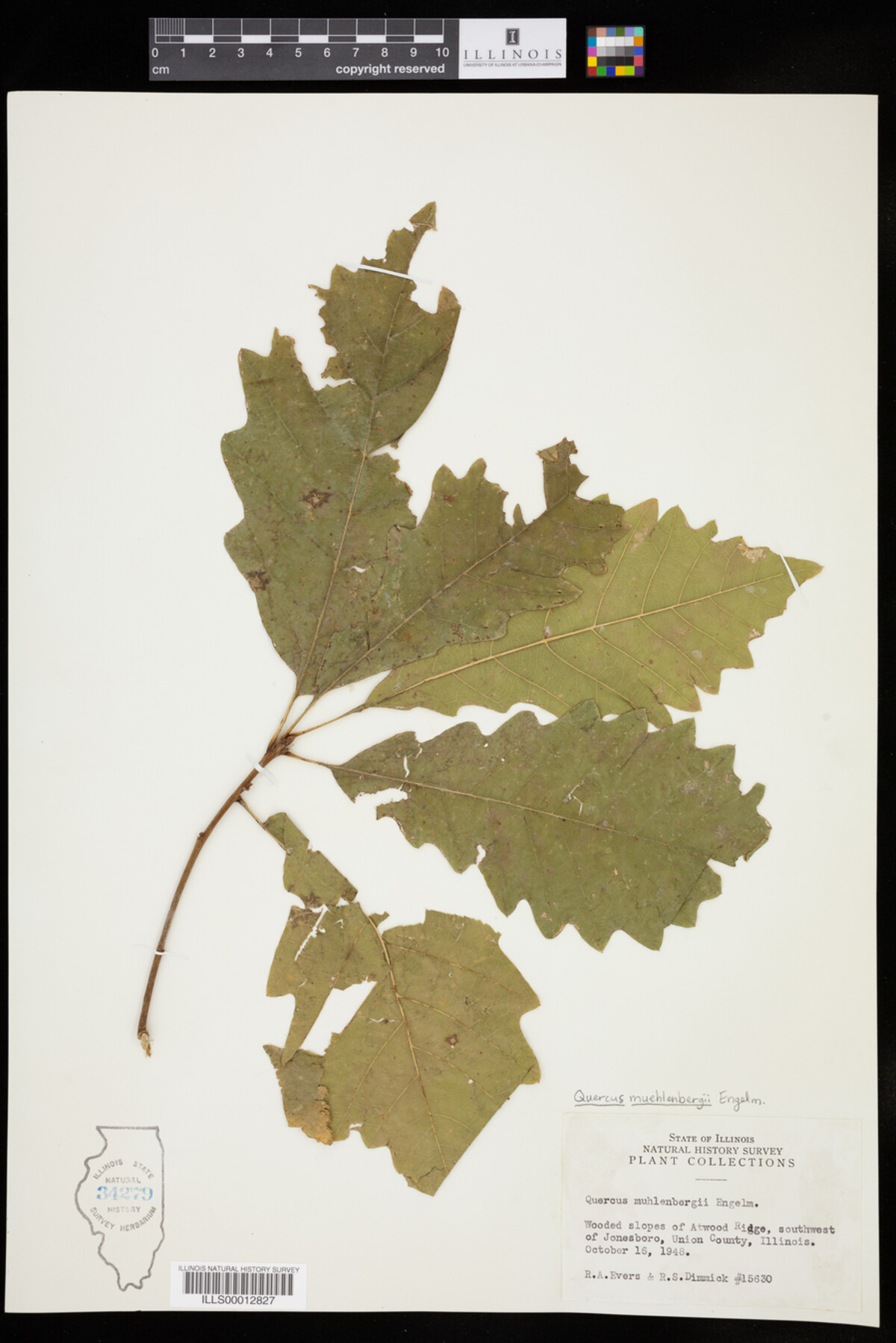 Quercus muehlenbergii image