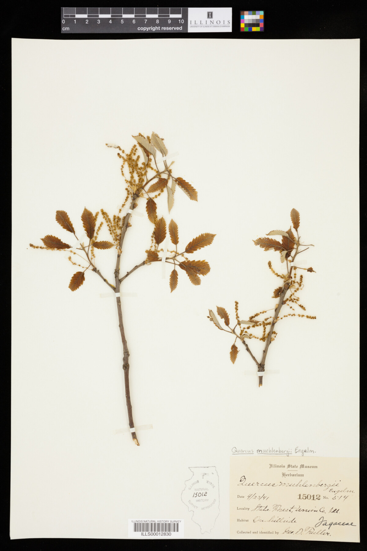 Quercus muehlenbergii image