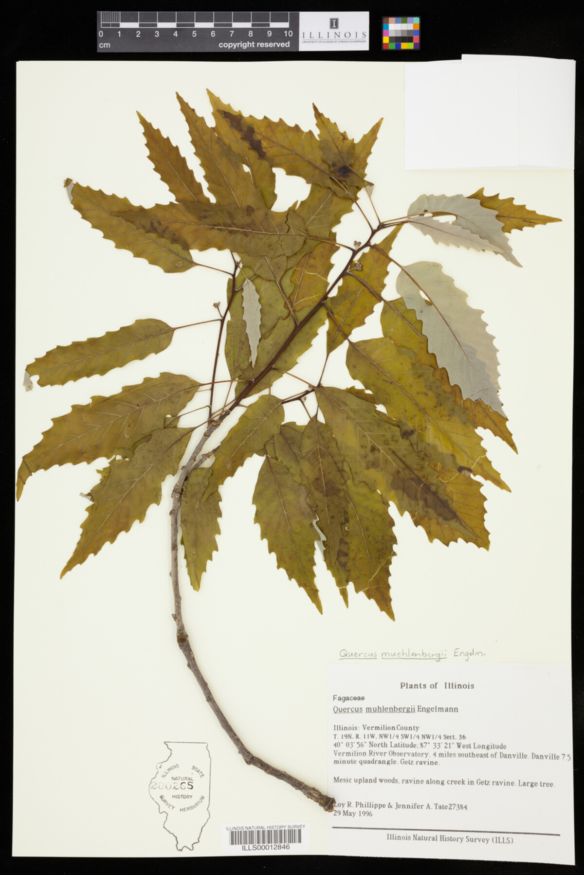 Quercus muehlenbergii image