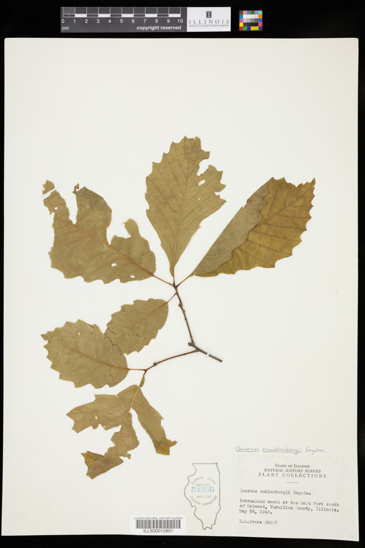 Quercus muehlenbergii image