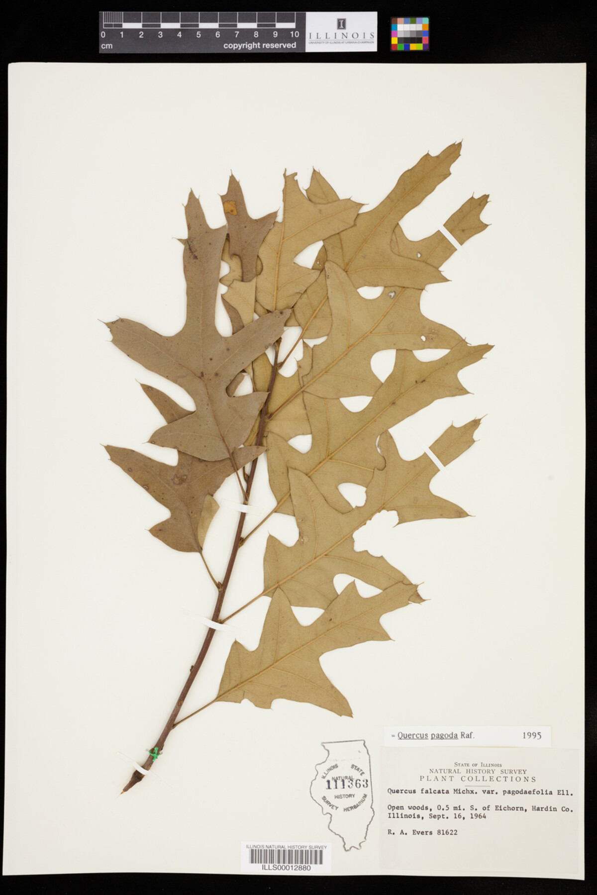 Quercus falcata image