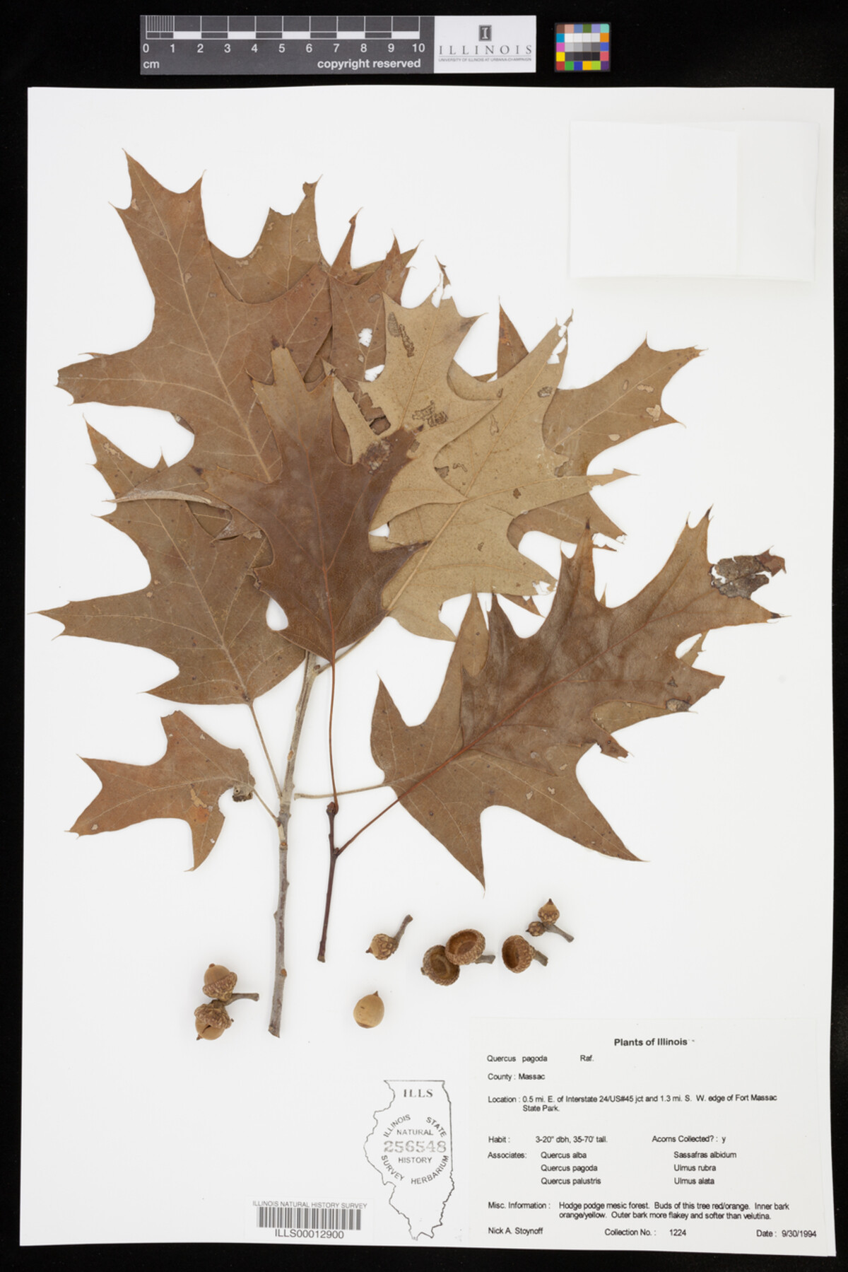 Quercus pagoda image