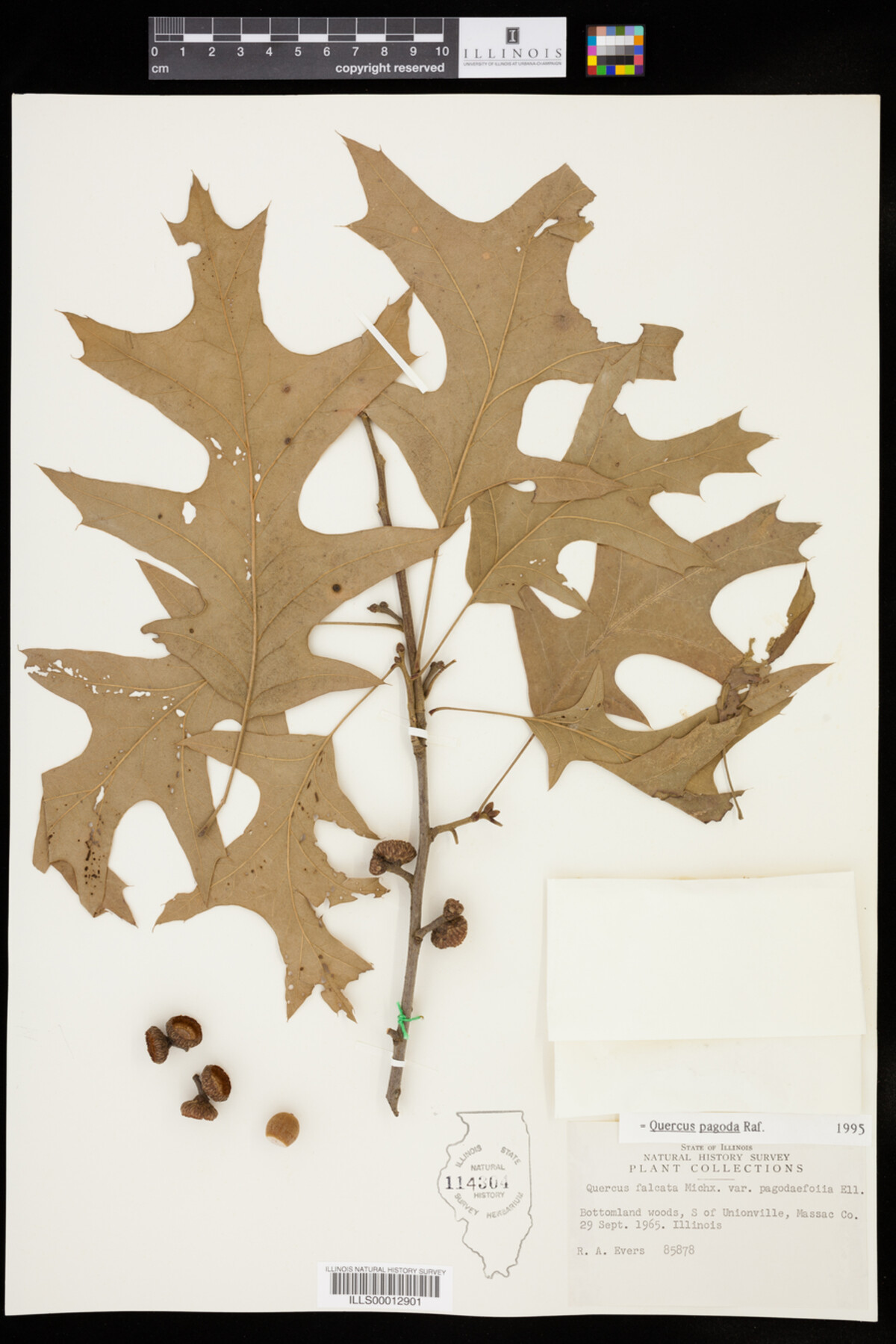 Quercus pagoda image