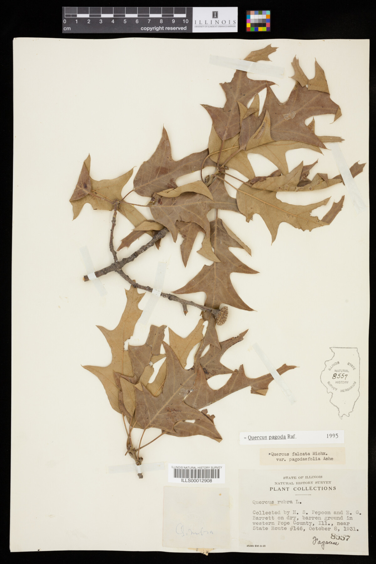 Quercus falcata image