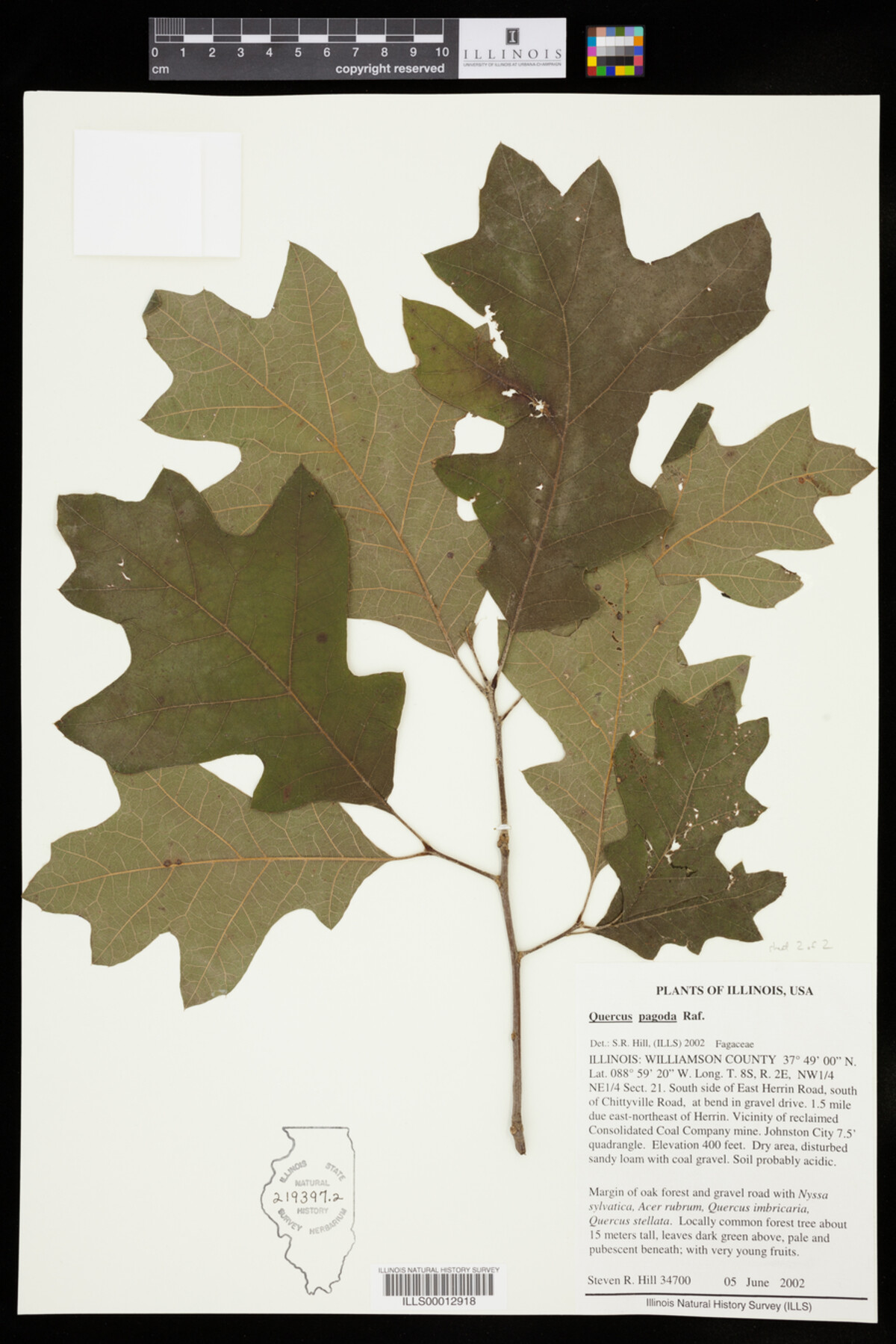 Quercus pagoda image