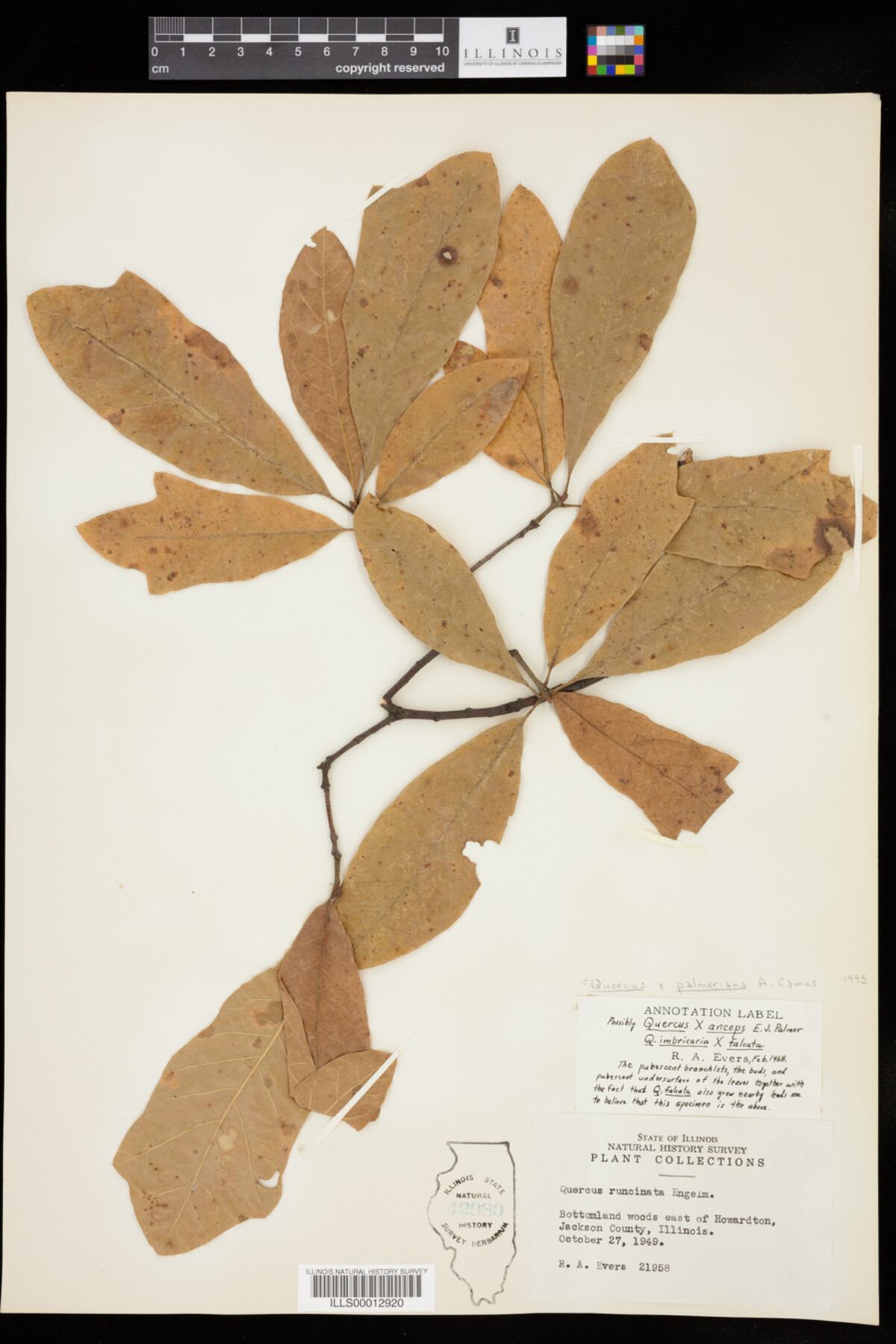 Quercus X anceps image