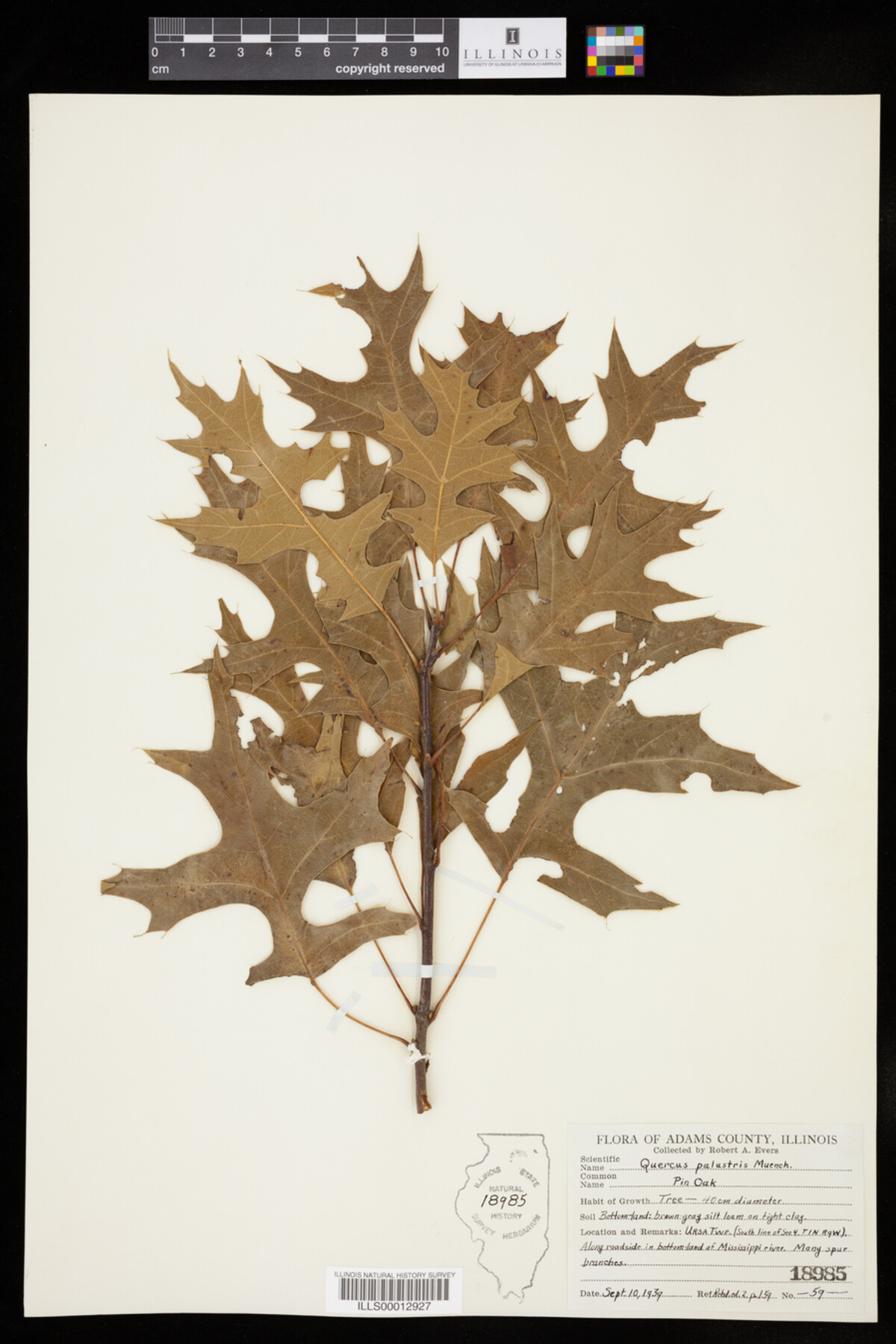 Quercus image