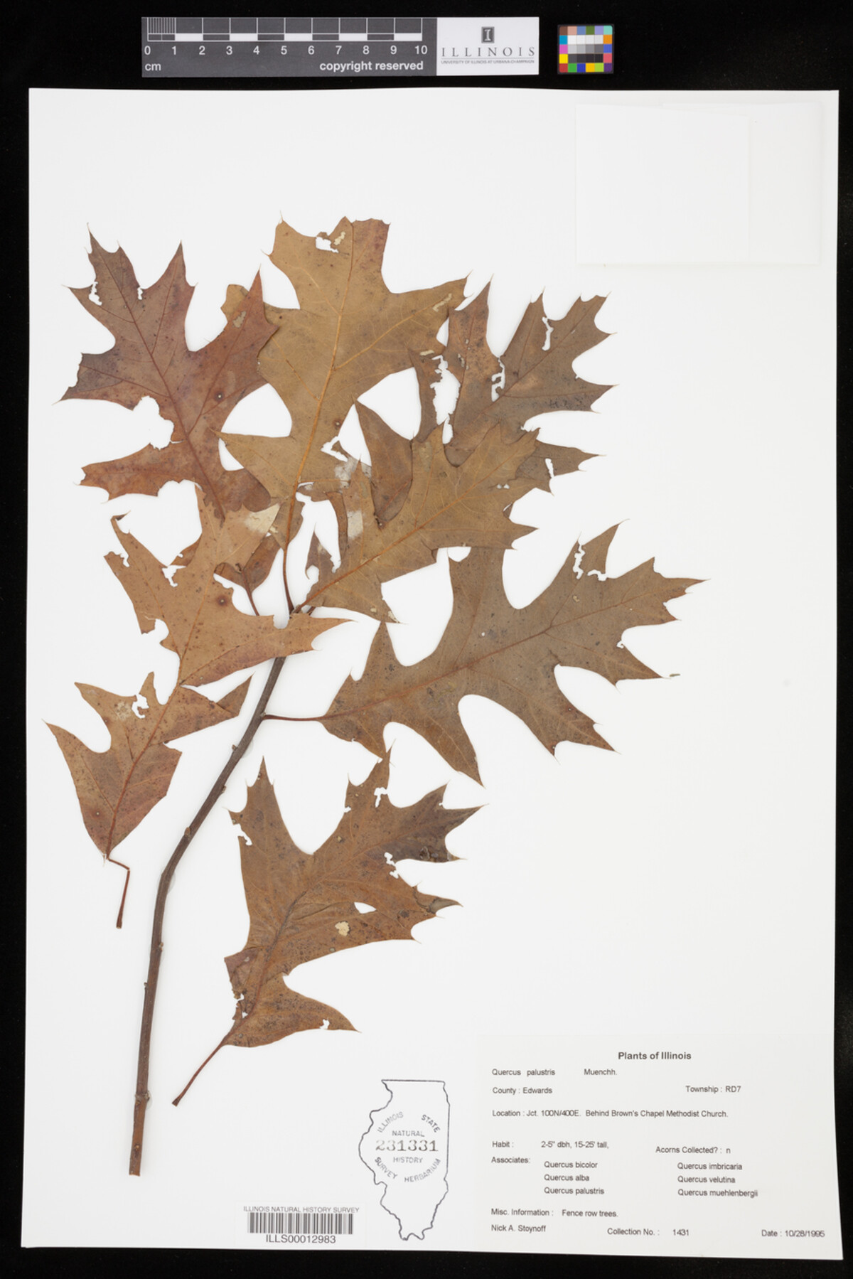 Quercus palustris image
