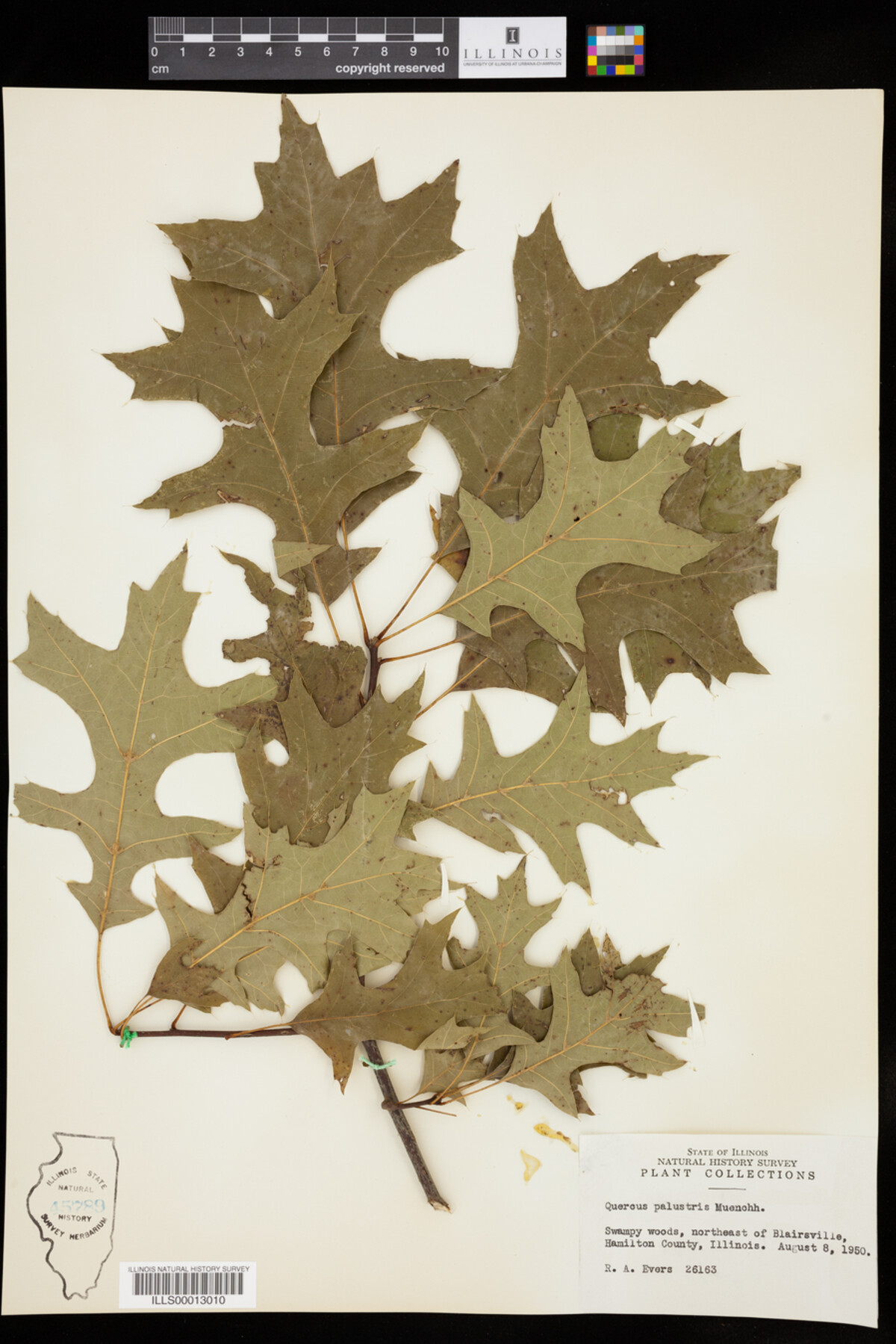 Quercus palustris image