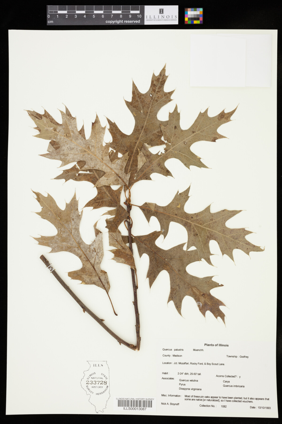 Quercus palustris image