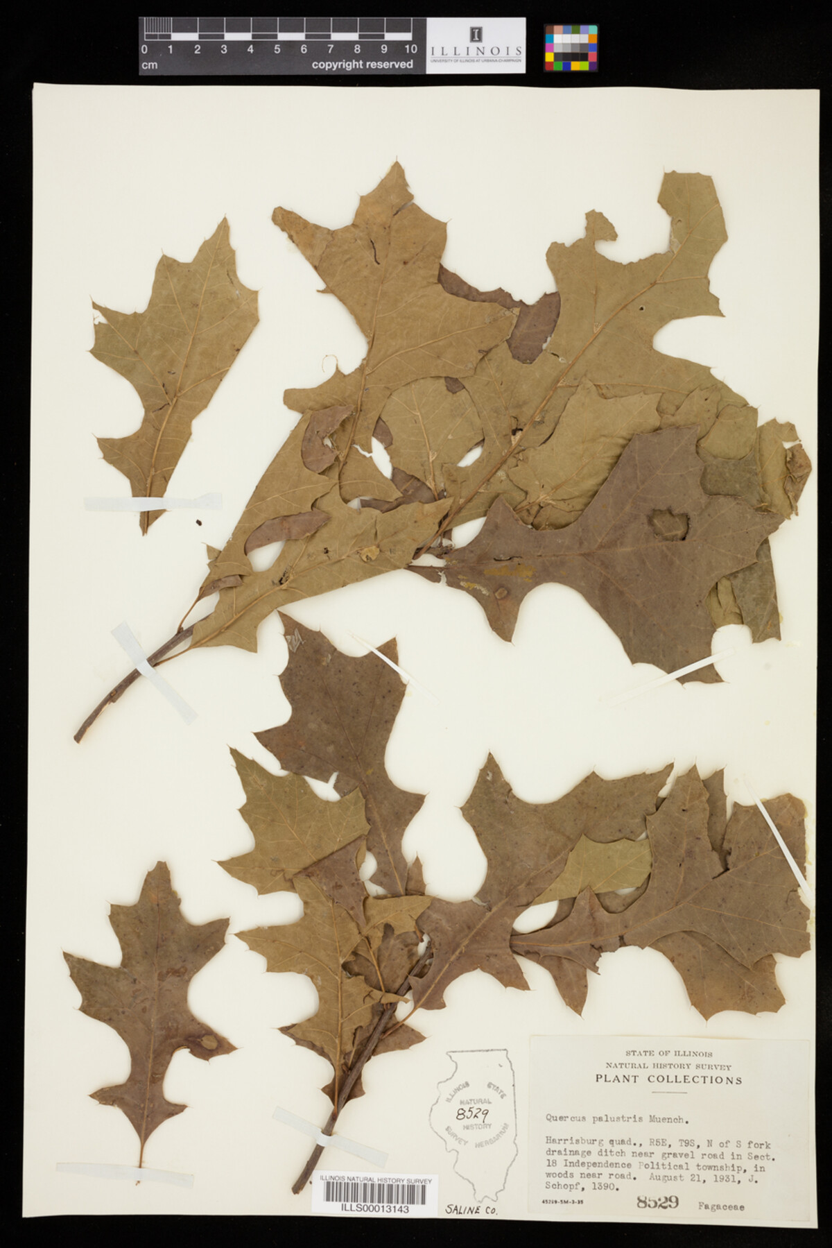 Quercus palustris image