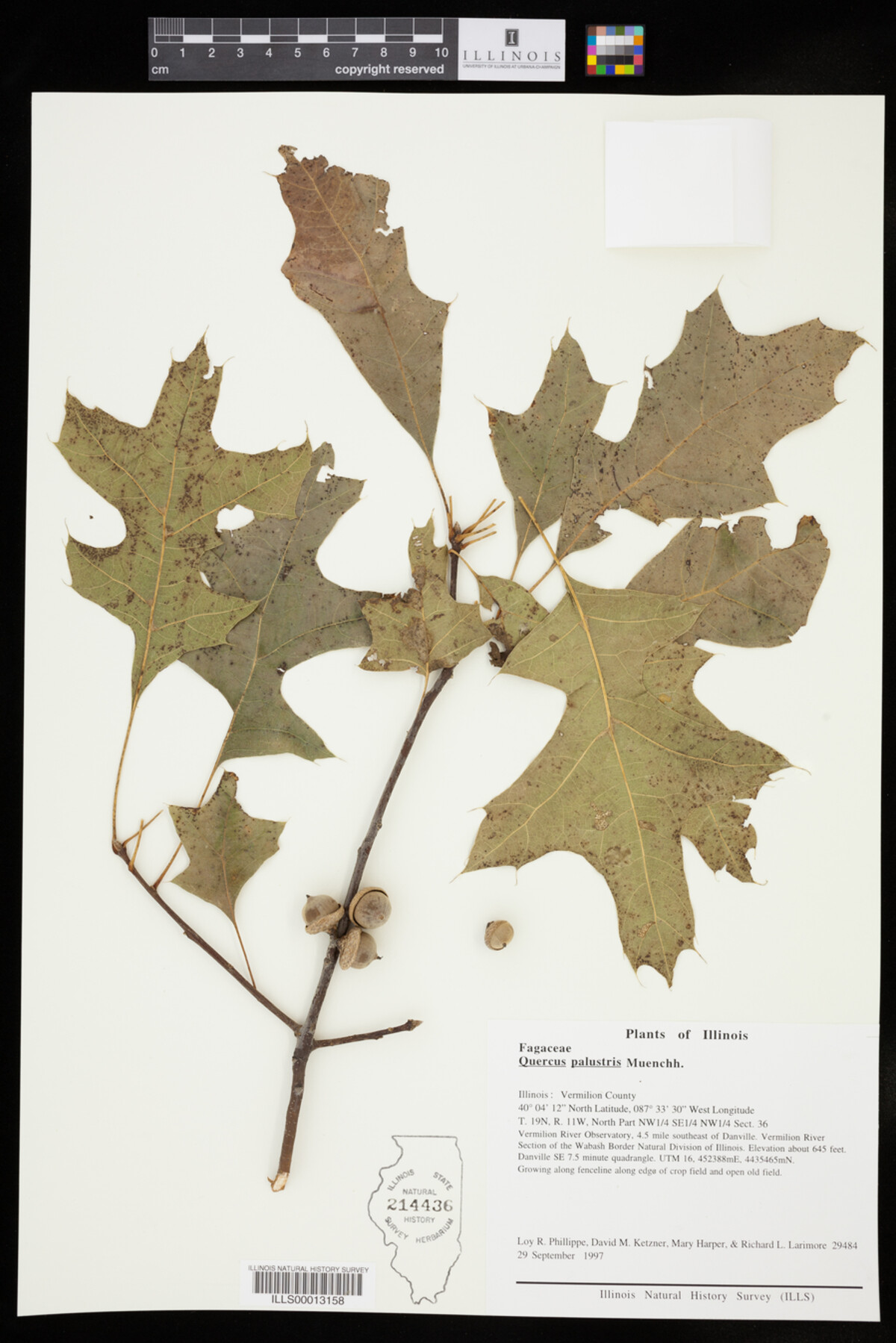 Quercus palustris image