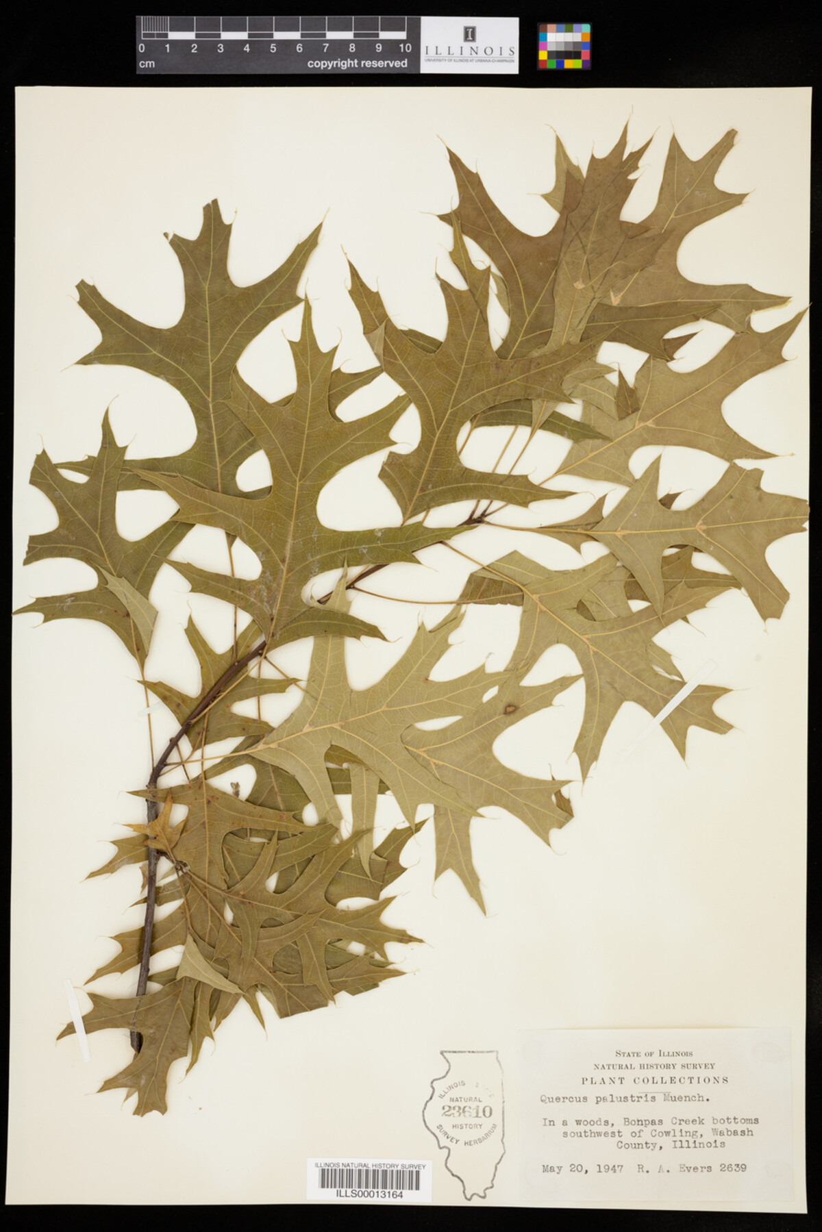 Quercus palustris image