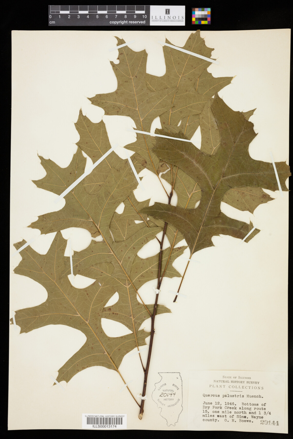 Quercus palustris image