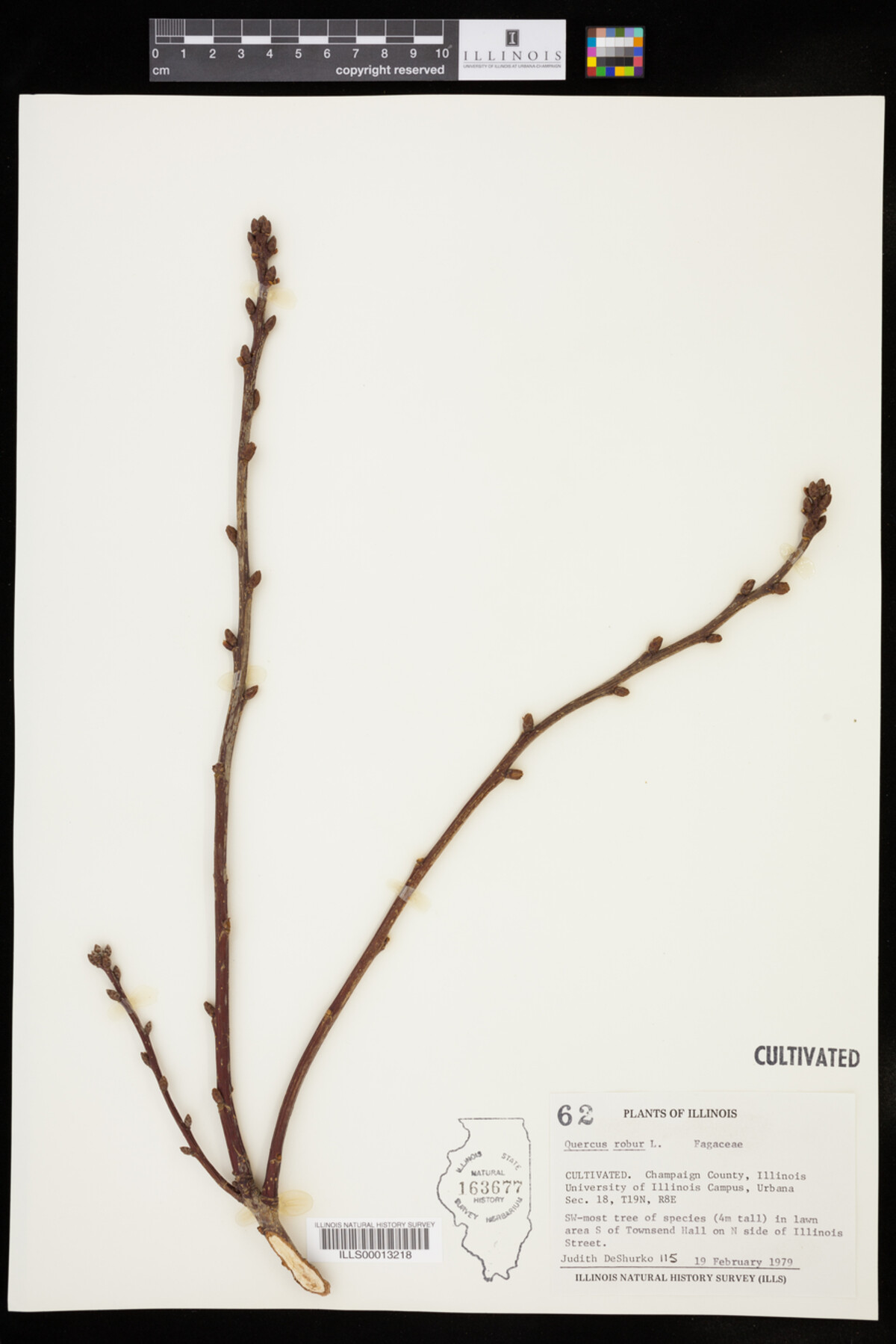 Quercus robur image