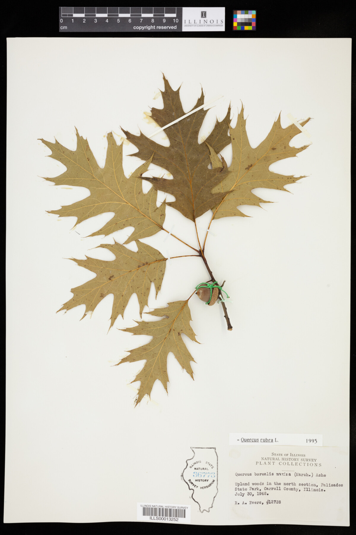 Quercus rubra image