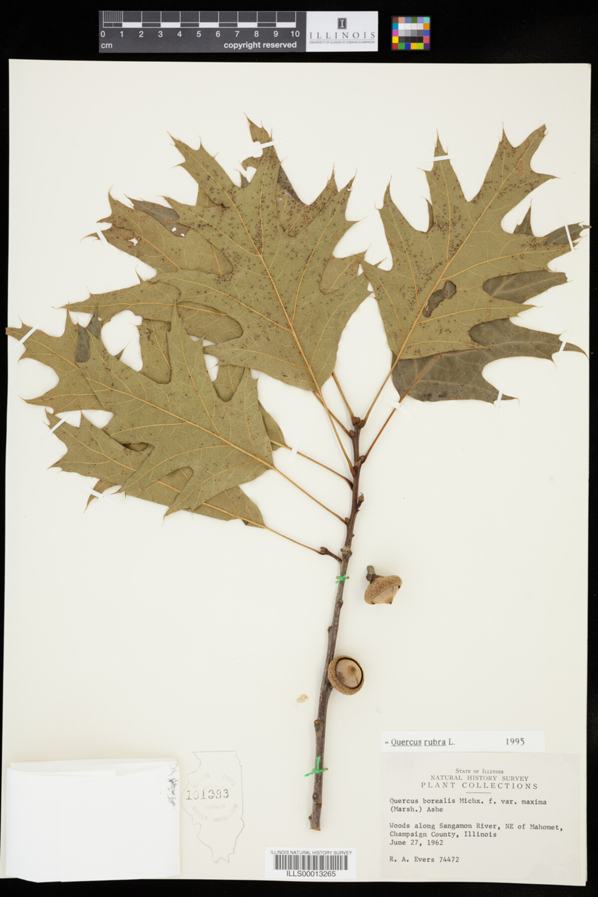 Quercus rubra image