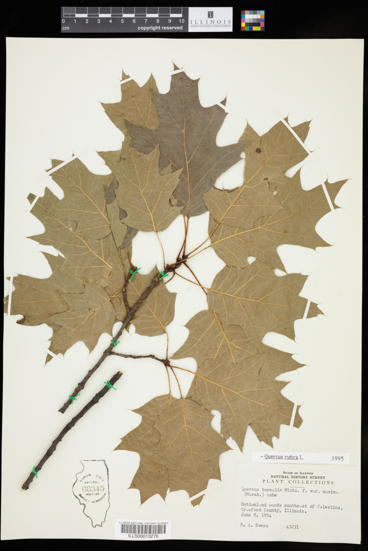Quercus rubra image