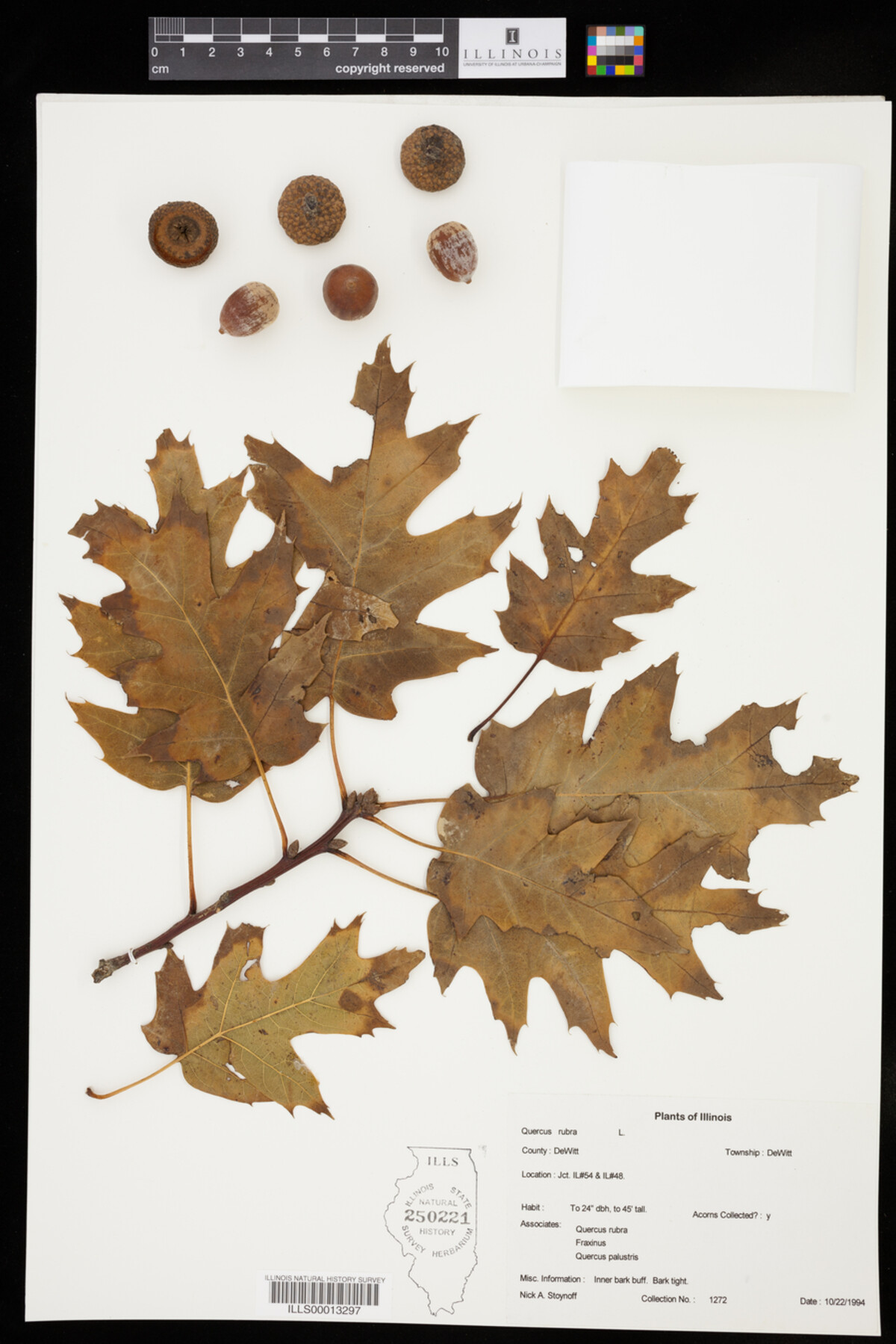 Quercus rubra image