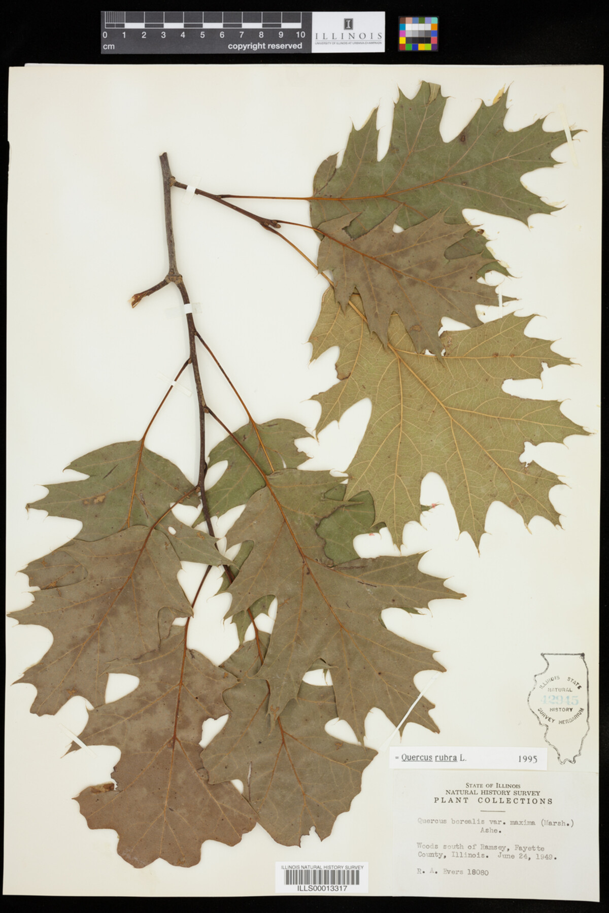 Quercus rubra image