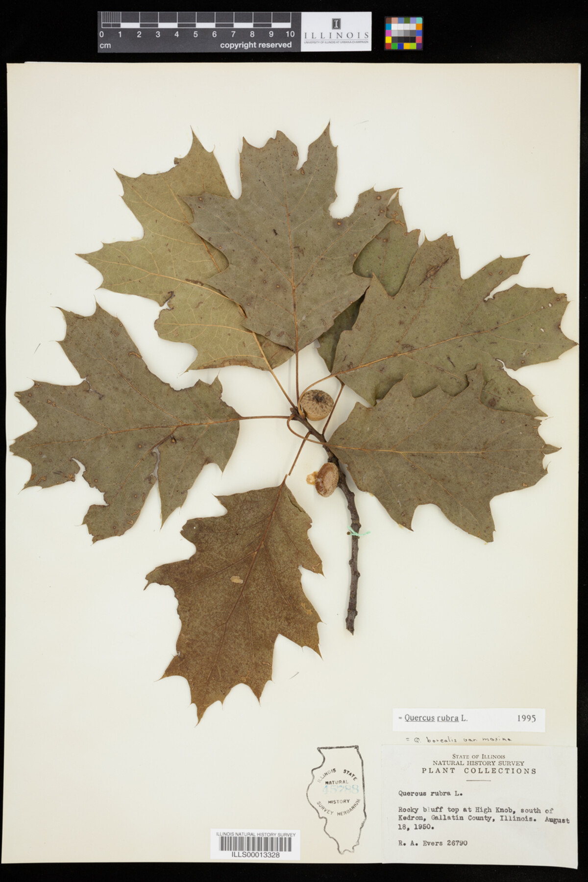 Quercus rubra image
