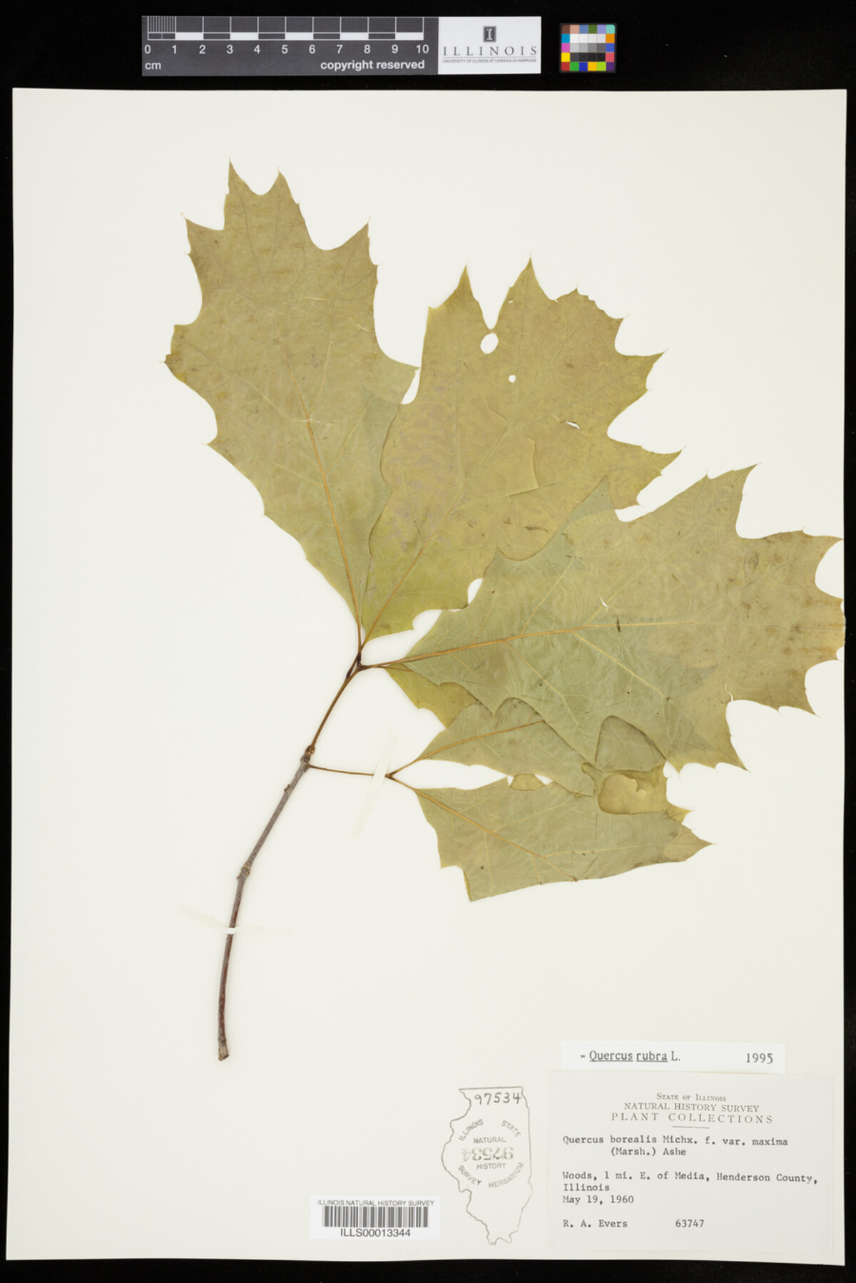 Quercus rubra image