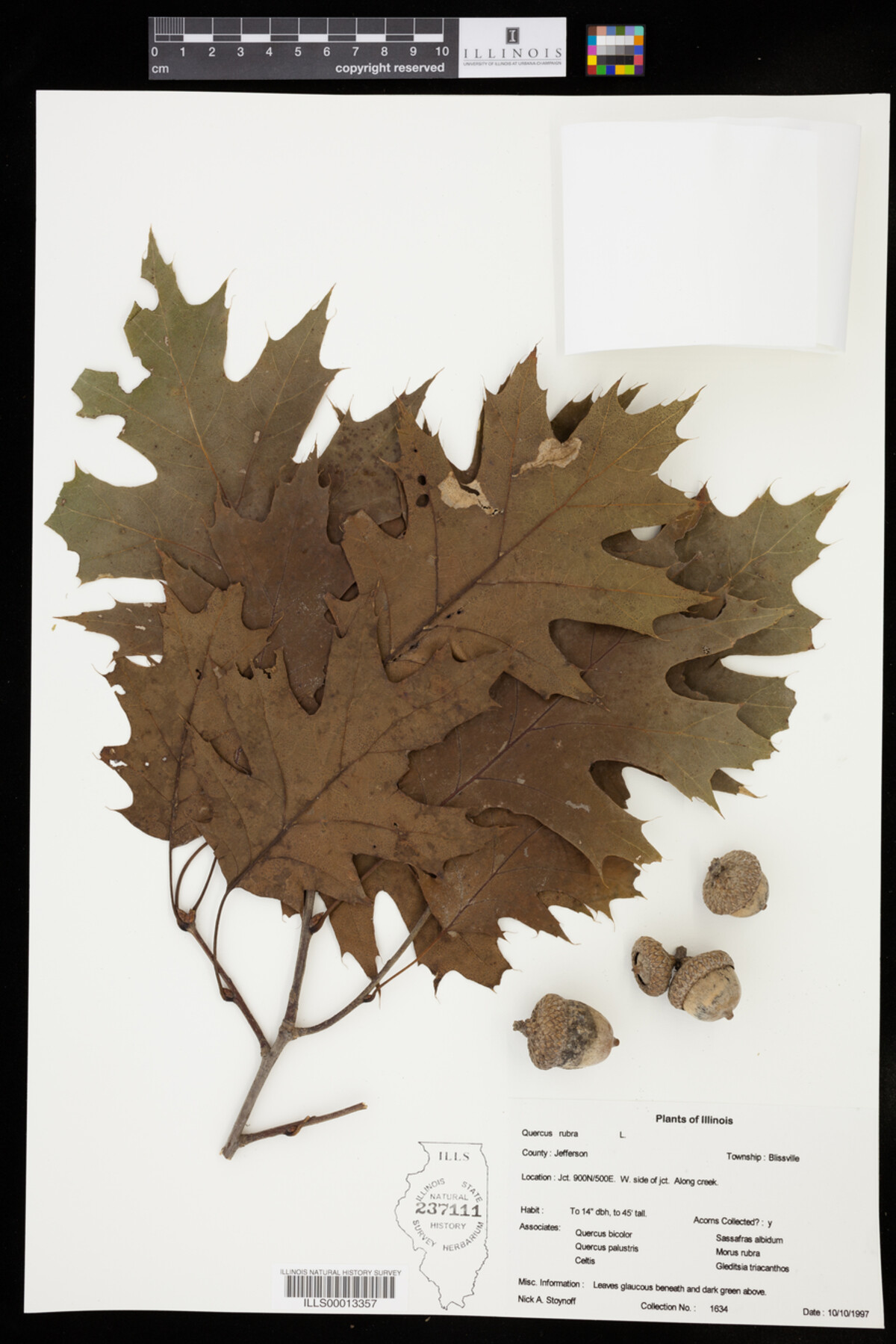 Quercus rubra image