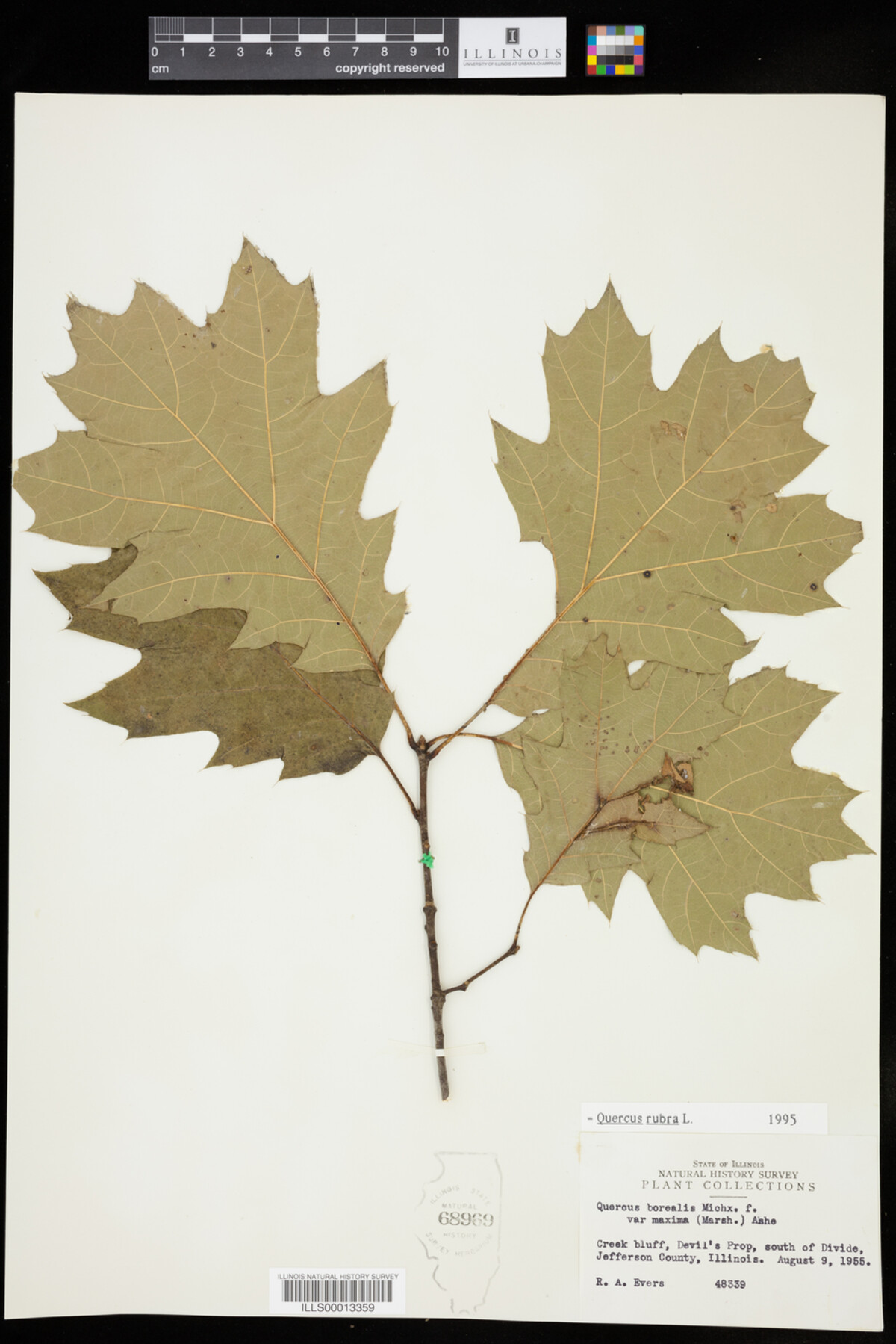 Quercus rubra image
