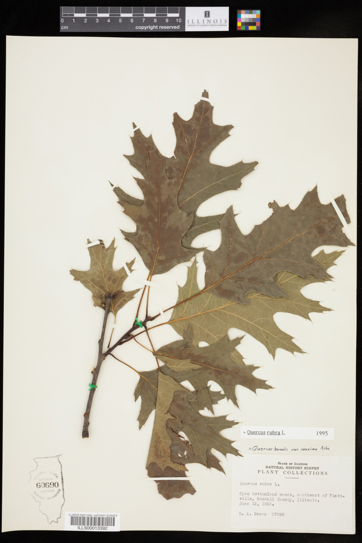 Quercus rubra image