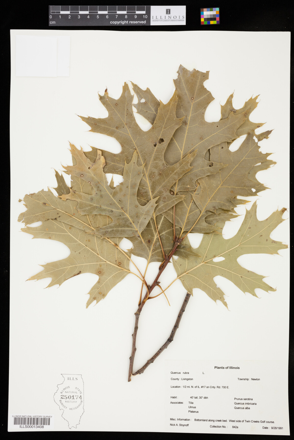 Quercus rubra image