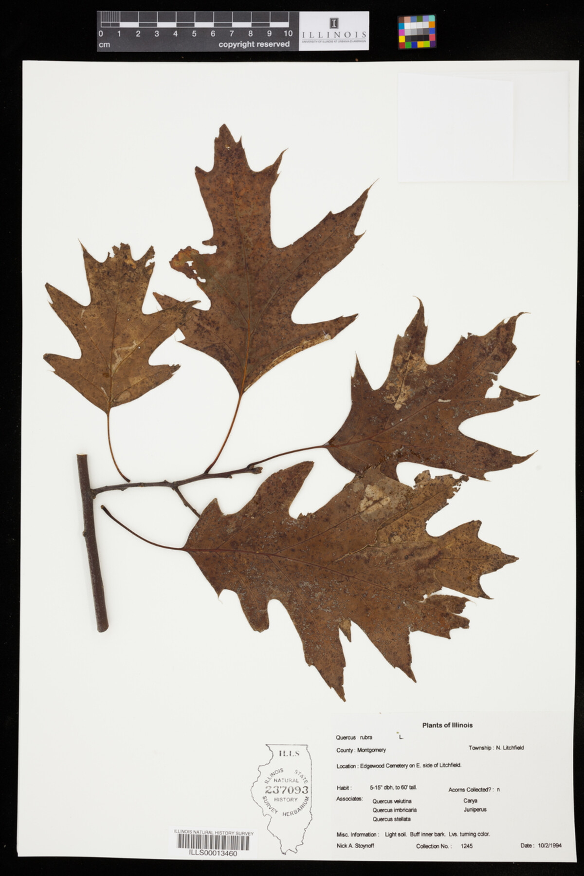 Quercus rubra image