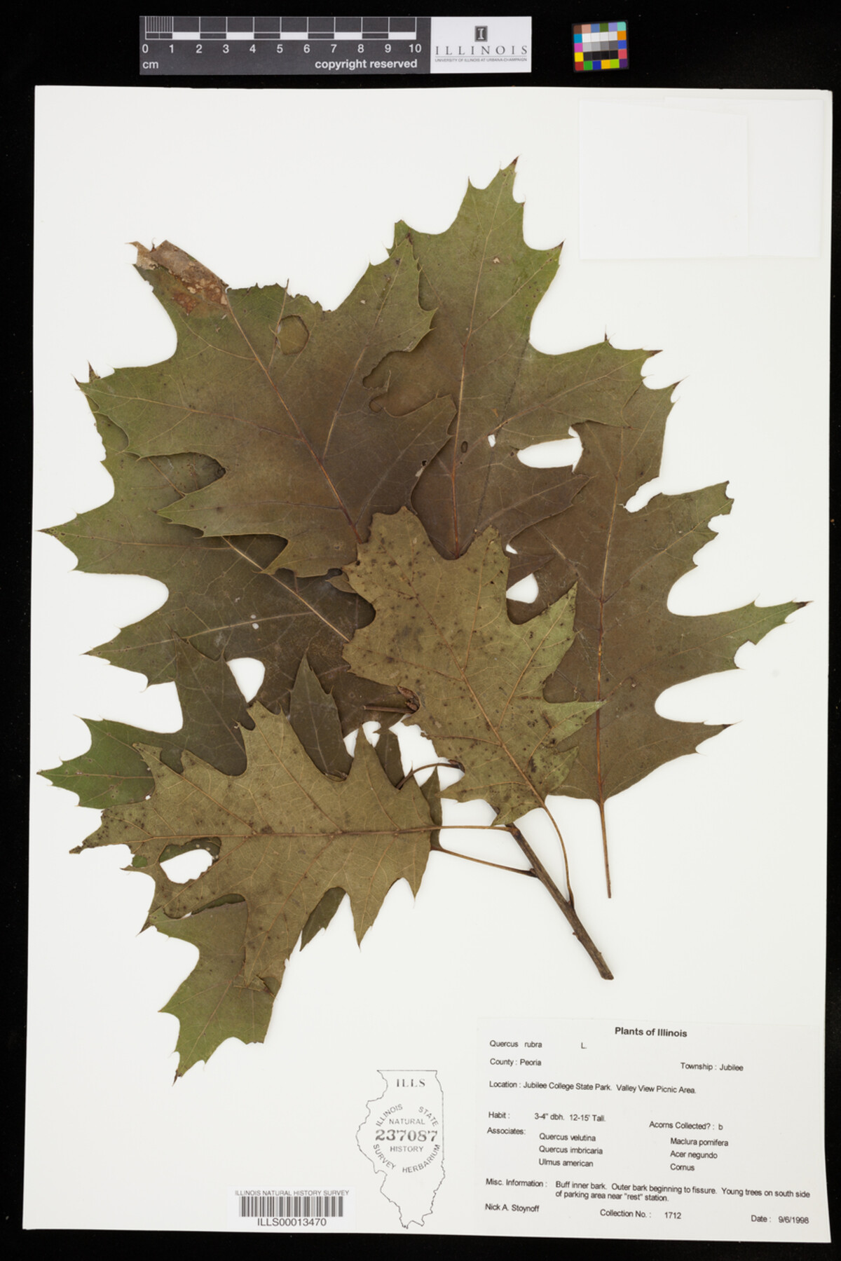 Quercus rubra image