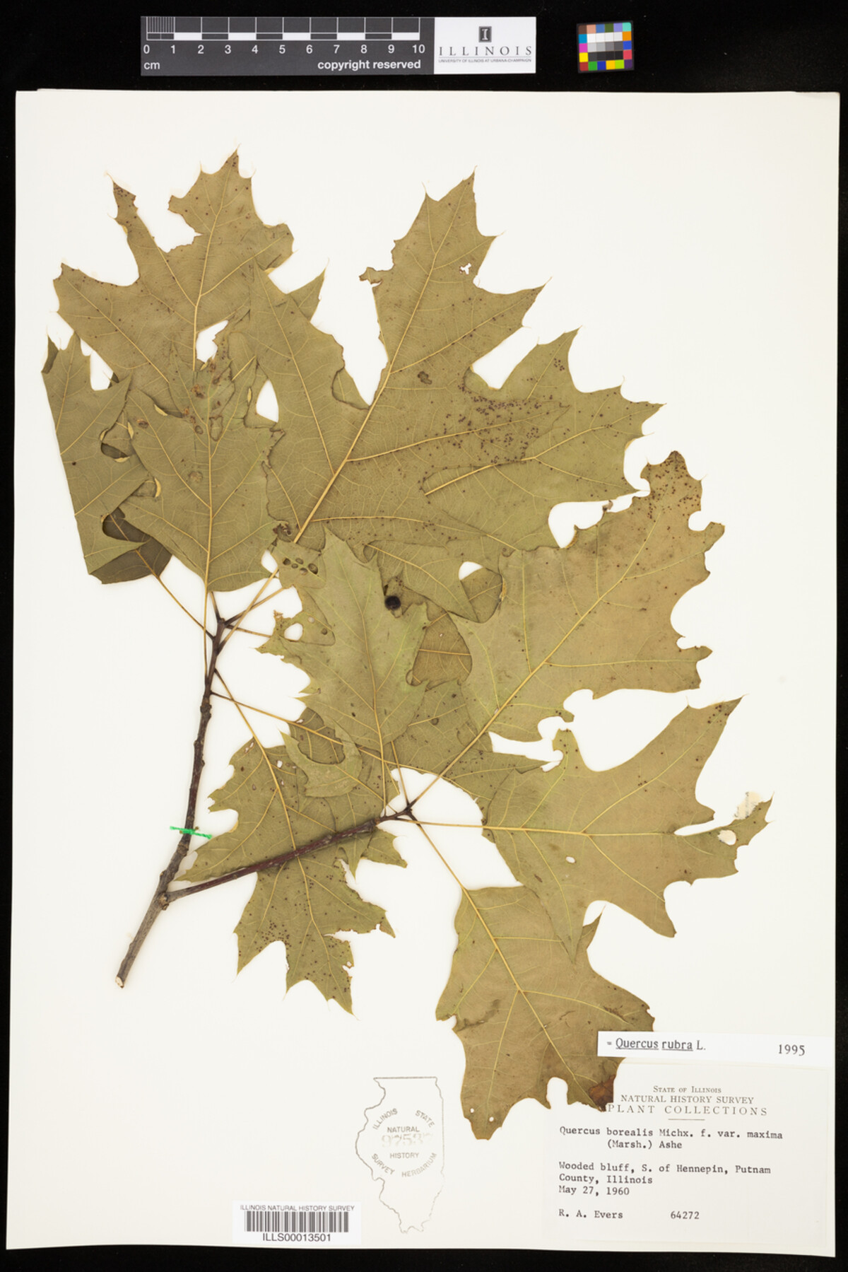 Quercus rubra image