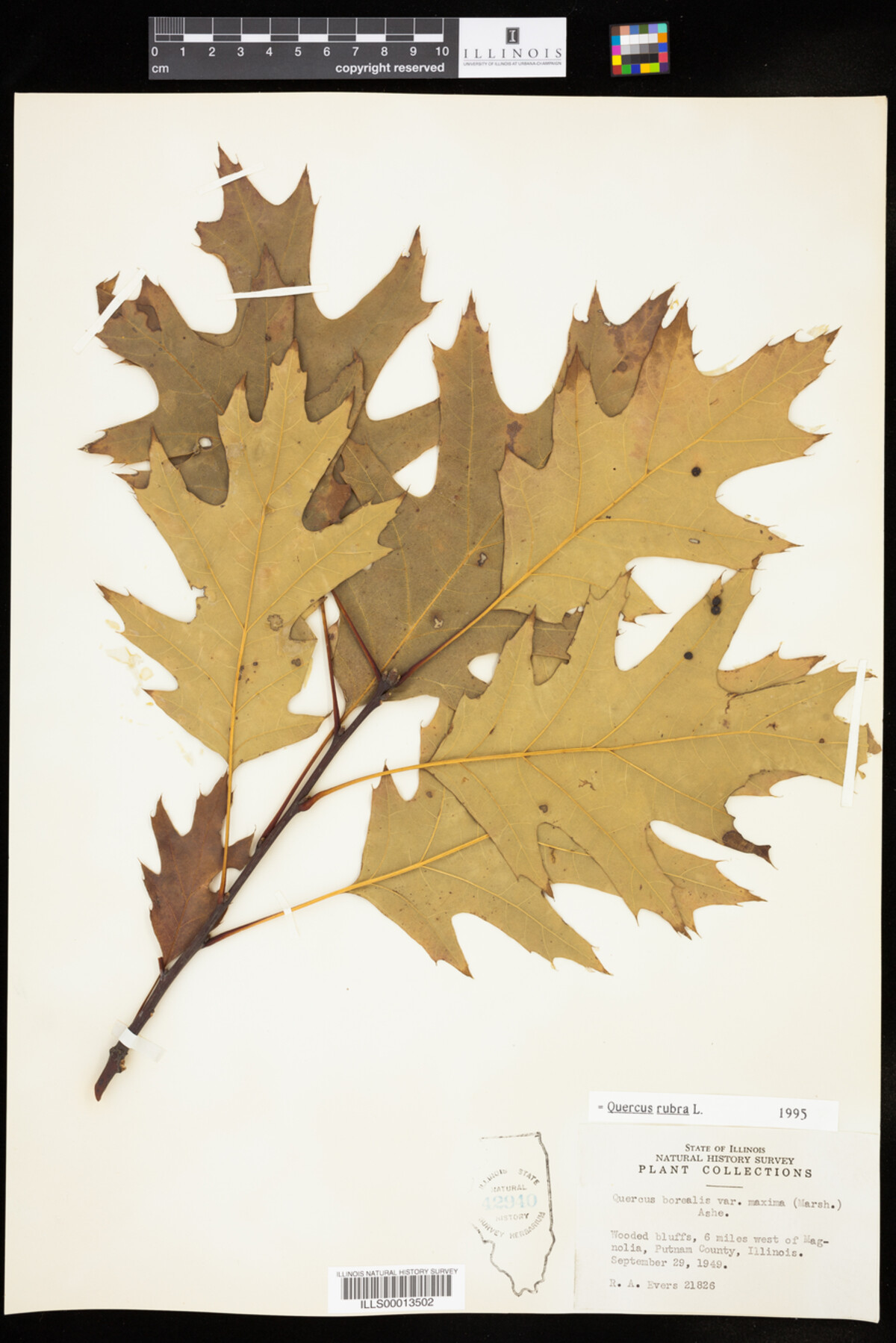 Quercus rubra image