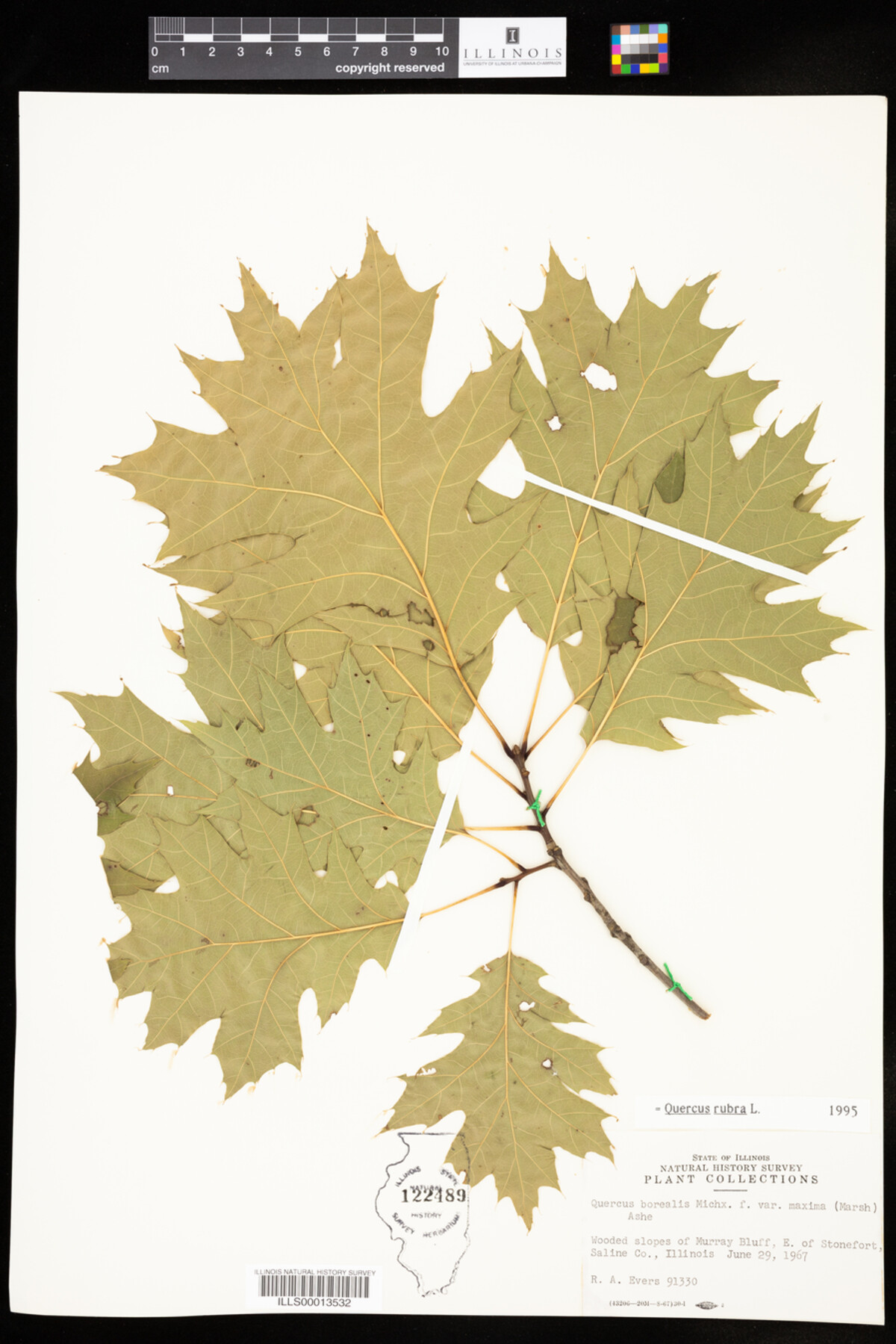 Quercus rubra image