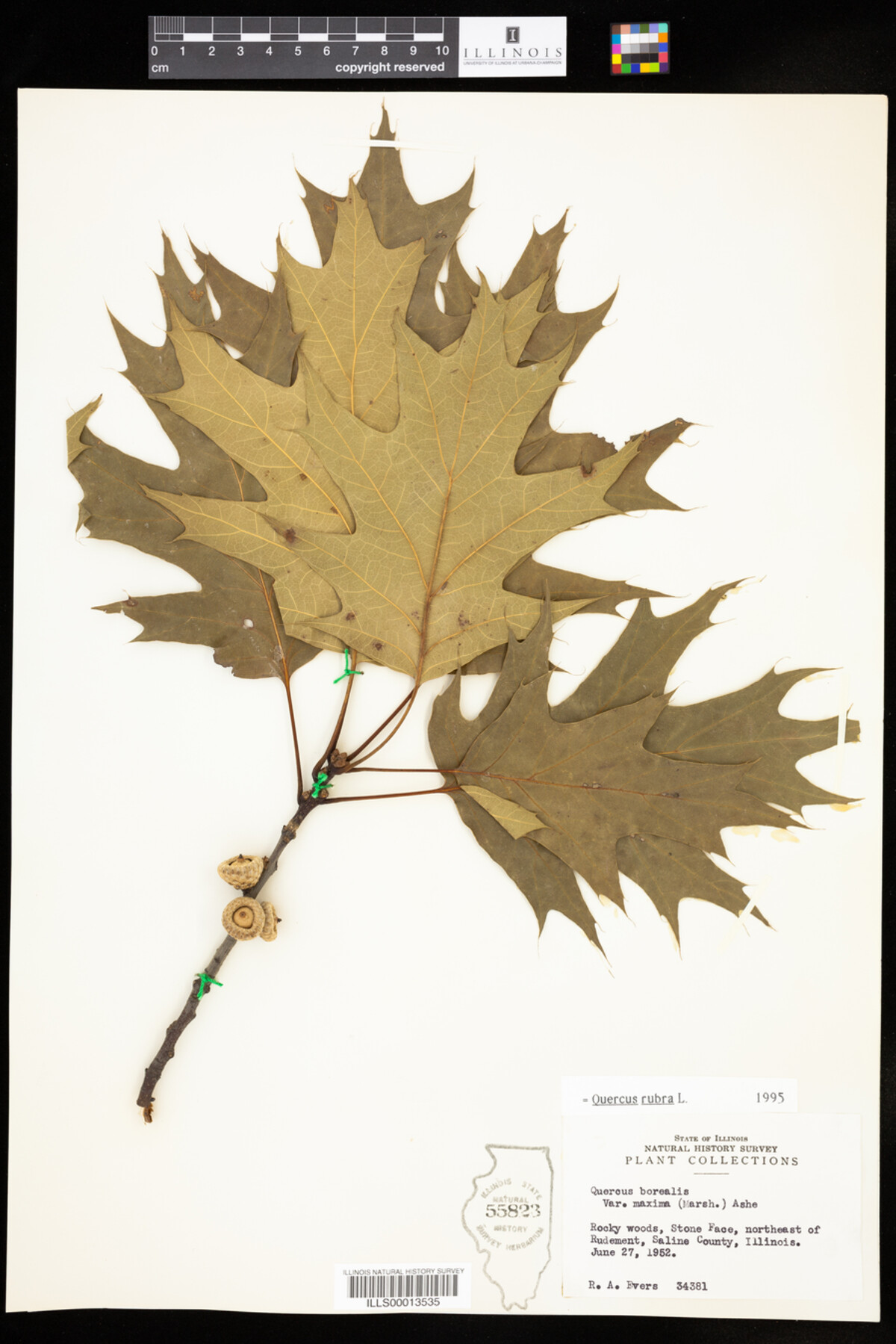 Quercus rubra image